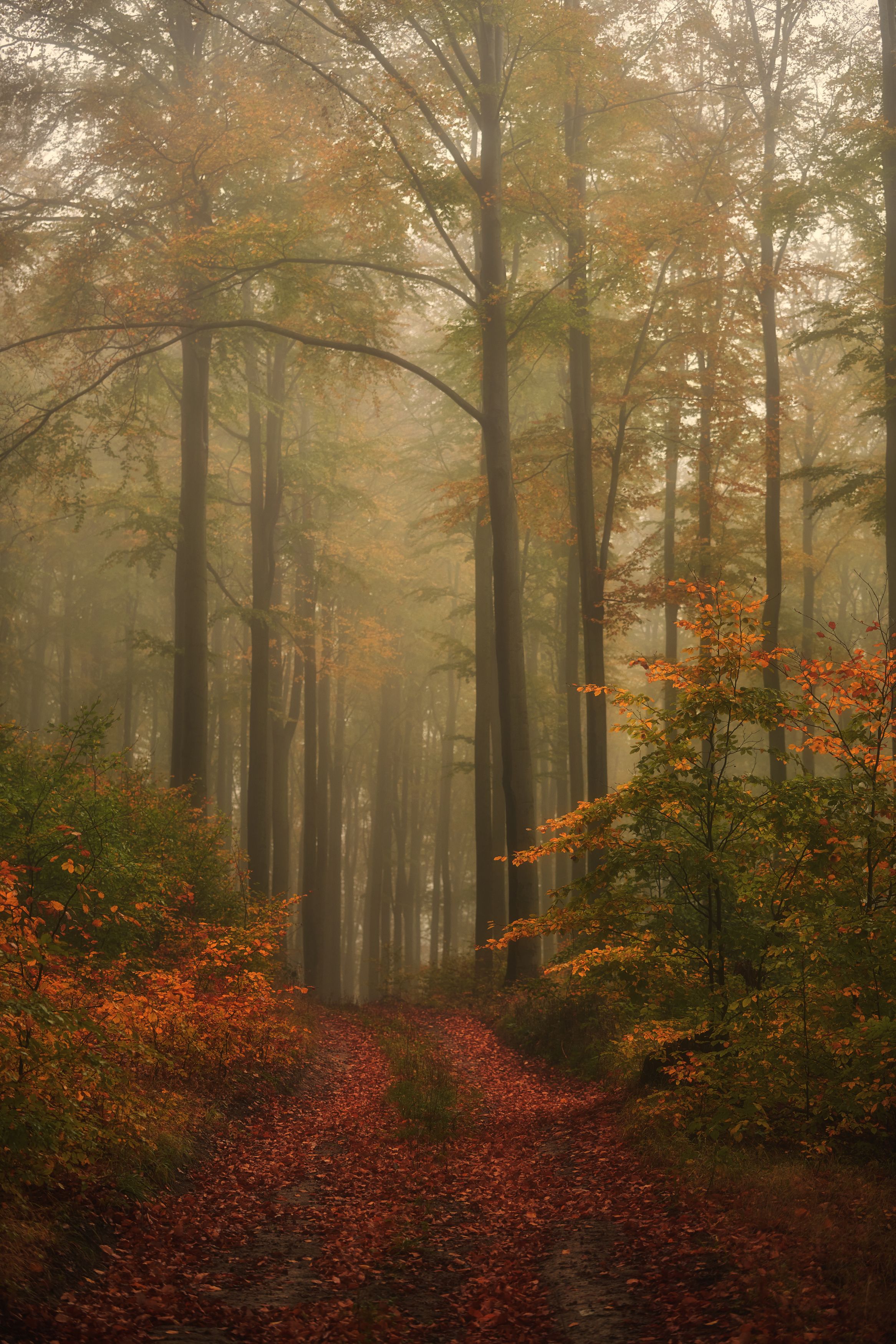 forest,autumn,fog, Milan Samochin