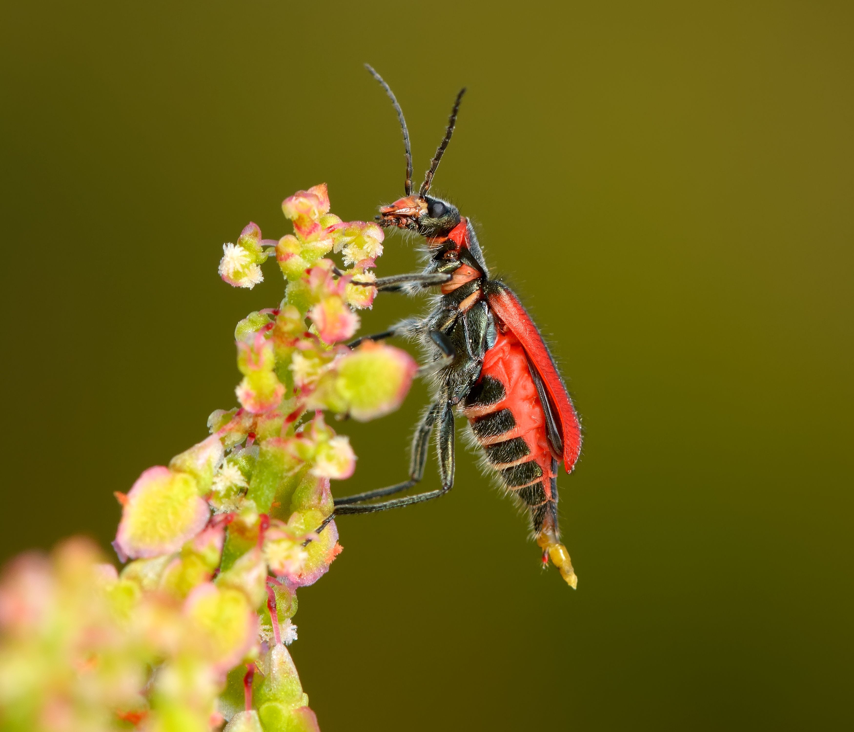 малашка медная (бронзовая), malachius aeneus, малашки, malachiidae, жук, Павел Черенков