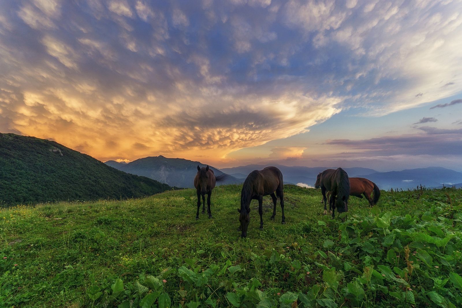 горы облака лошади кони пастбище, Васин Сергей