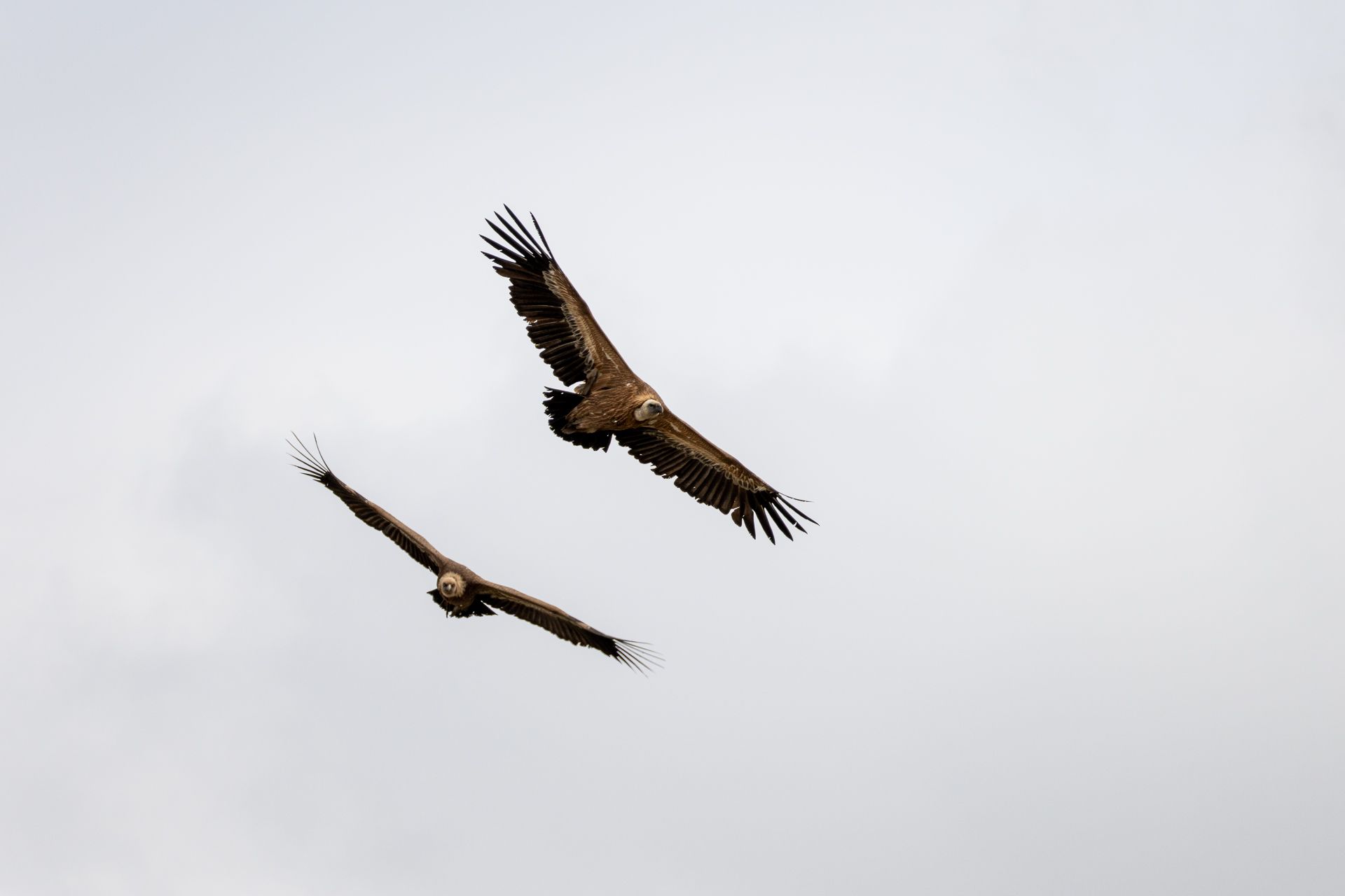 vultures, Maria Pochikaeva