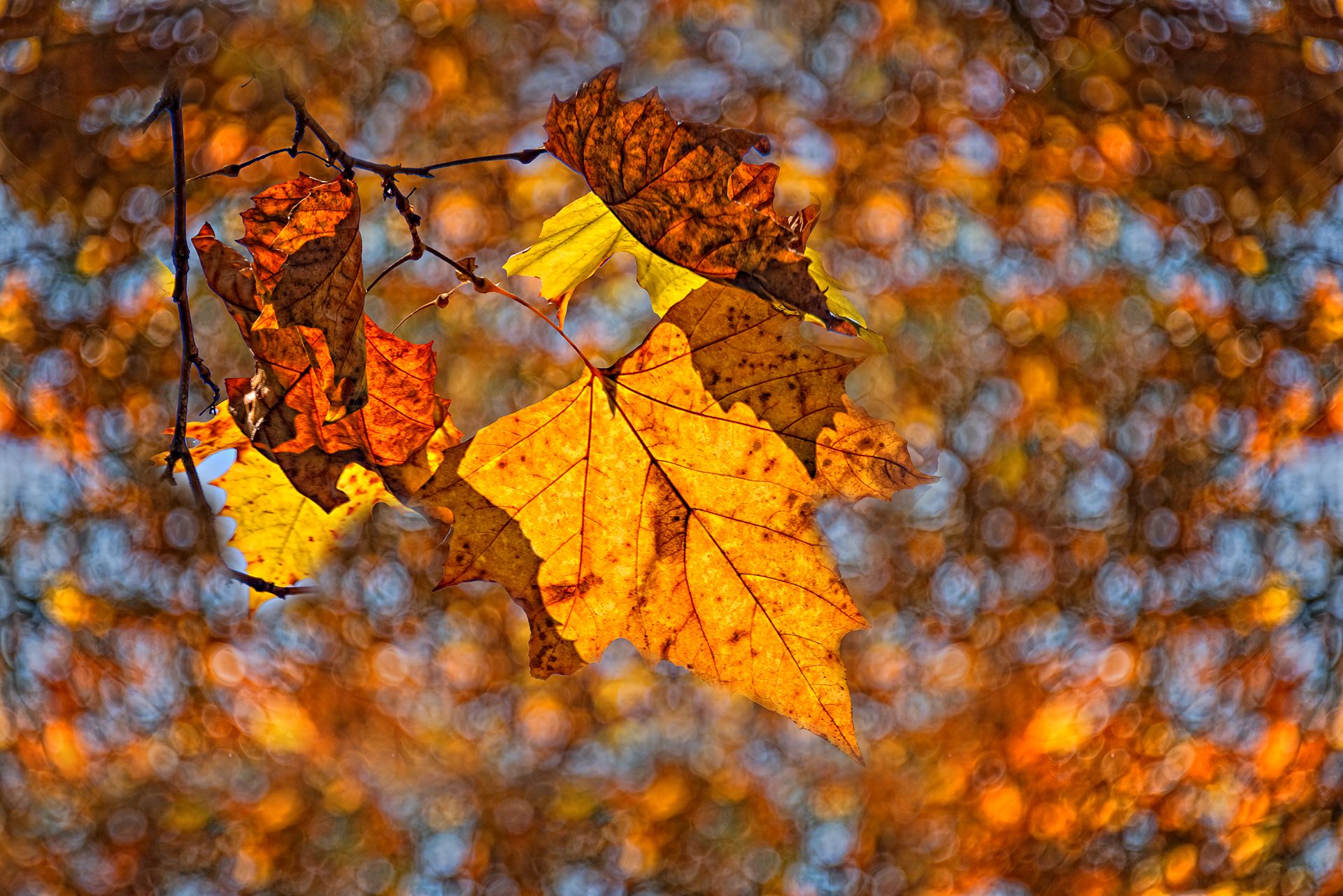 autumn, bokeh,  branches, color, colors, color image, glow, leaf, leaves, light, nature, photography,, Dr Didi Baev