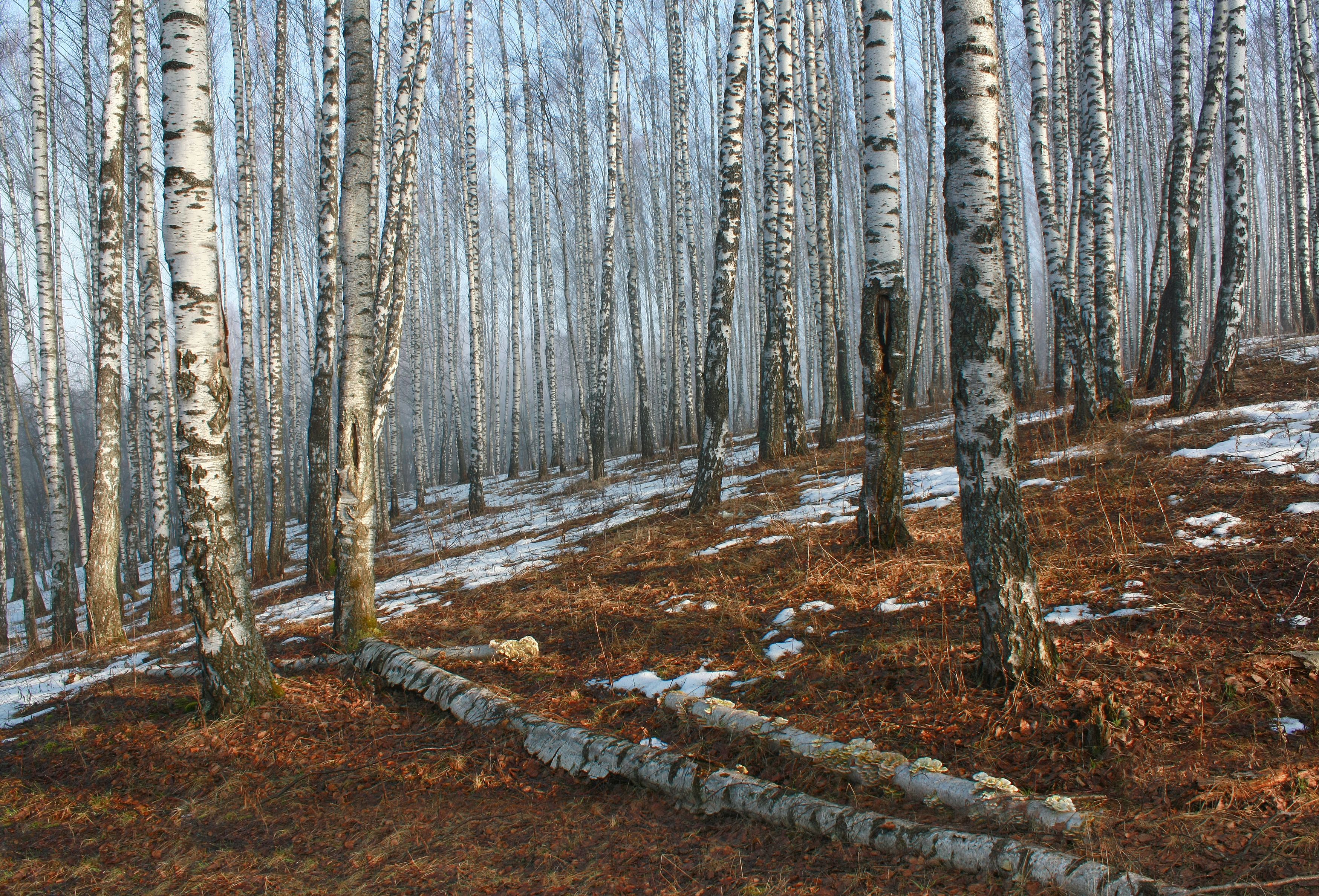 утро , лес , весна, Александр Свистков
