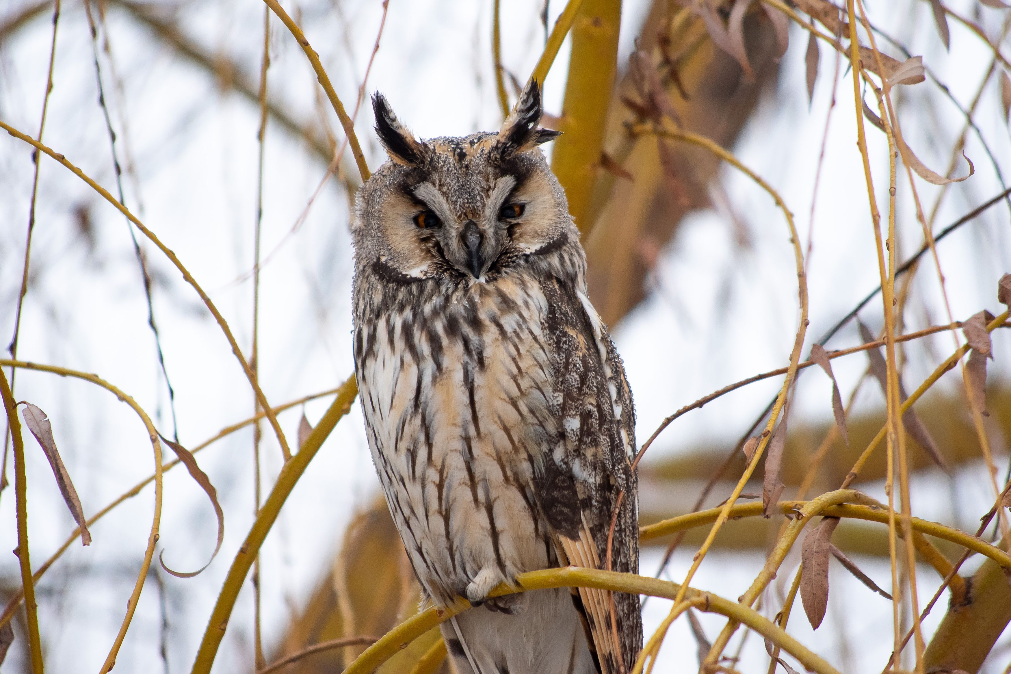 Long-eared owl, owl, Asio otus, volgograd, russia, wildlife, , Сторчилов Павел