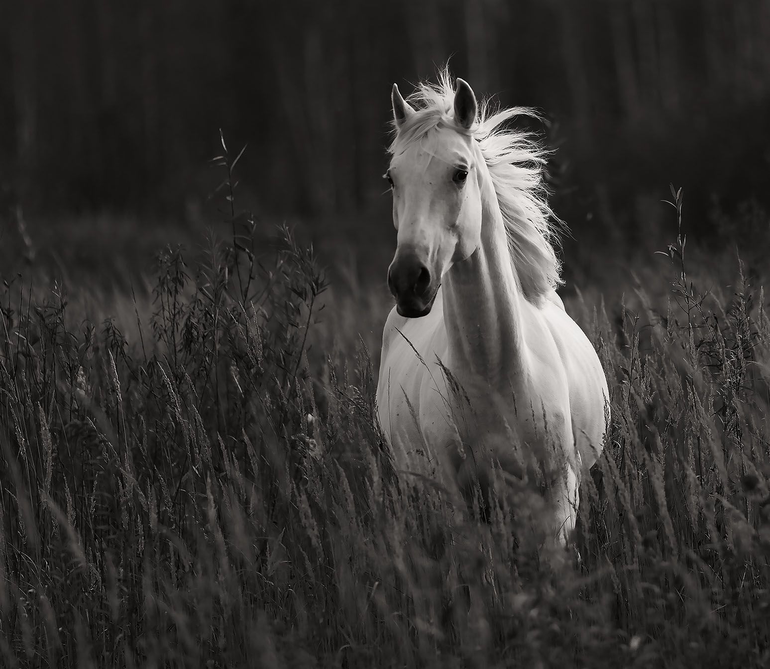 лошадь, рысак,осень поле,природа, красота, horse, animal, beautiful, autumn,field, nature, Yulia Stukalova
