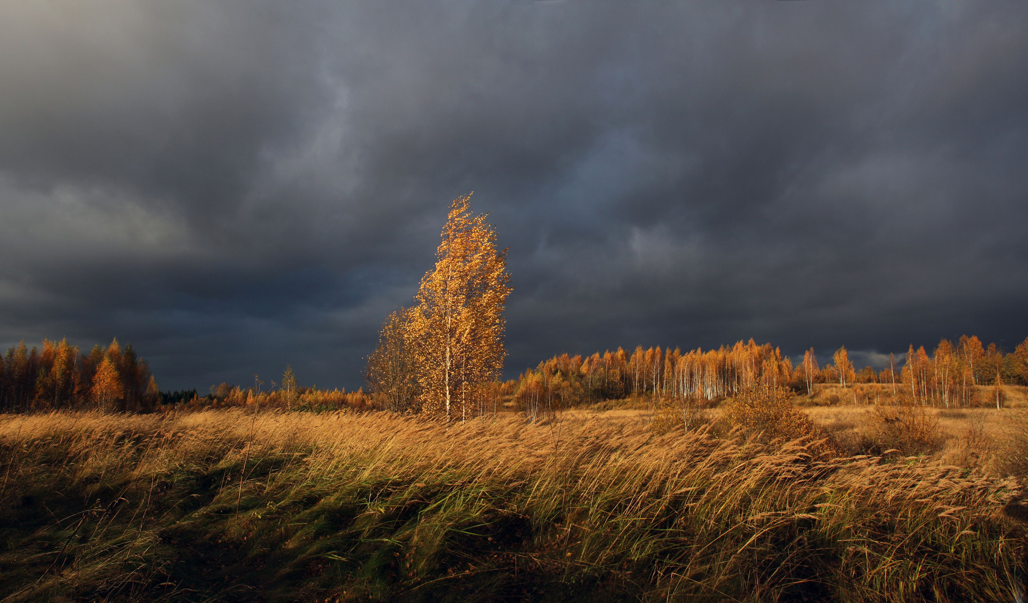 осень , поле , ветер , лес, Александр Свистков