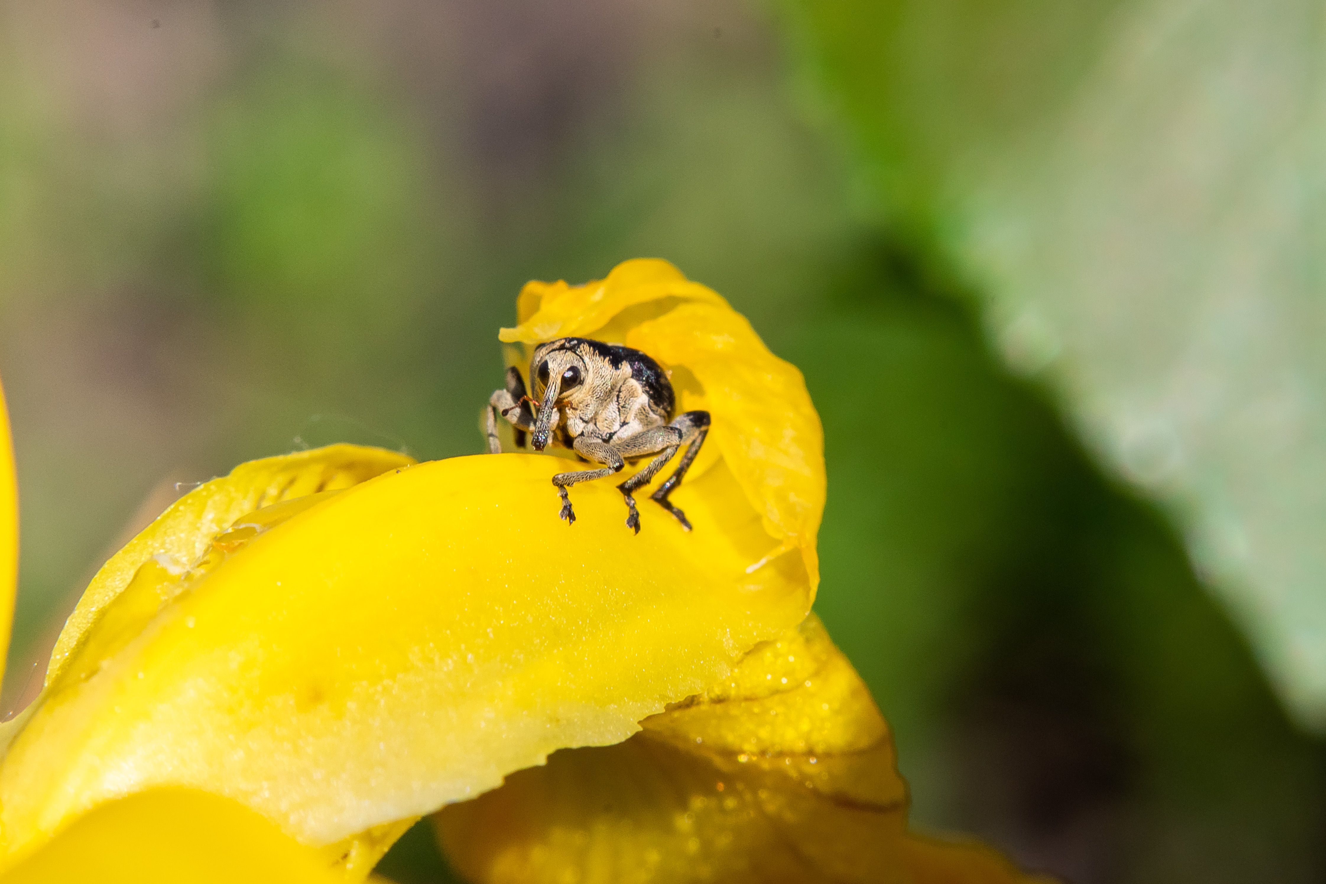 Mononychus punctum, bug, volgograd, russia, wildlife, Сторчилов Павел