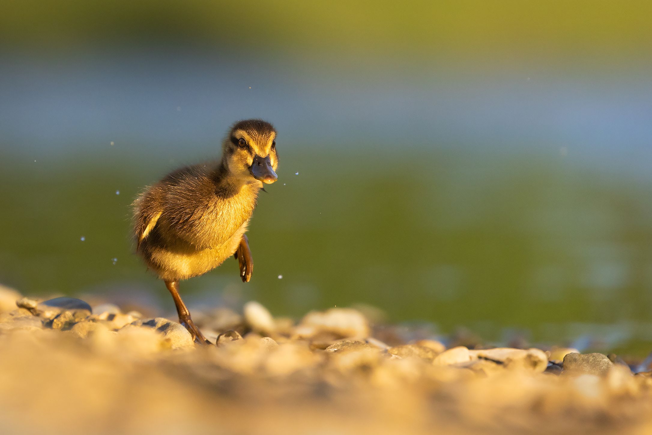 , Robert Adamec