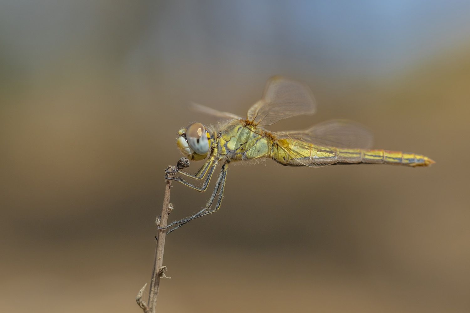 macro, dragonfly, insects\' nature, Nikolay Tatarchuk