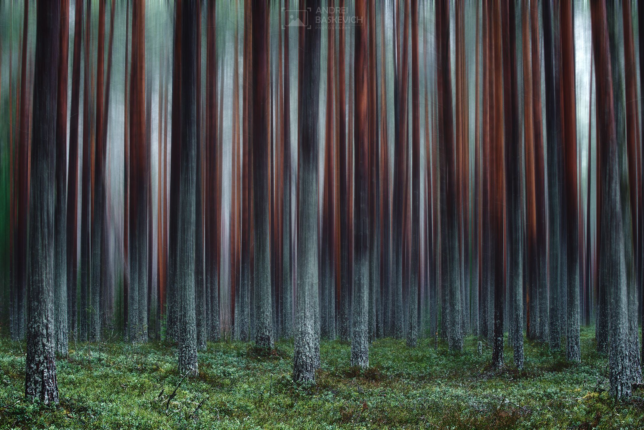 карелия, сосновый бор, лес, артфото, Андрей Баскевич