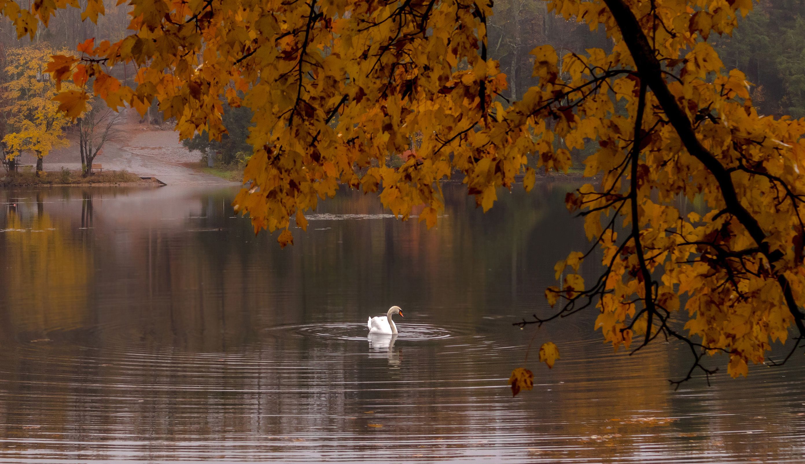 природа,осень,пейзаж,деревья,отражения,озеро,вода,листья,лебедь,птицы,животные,, Антонина Яновска