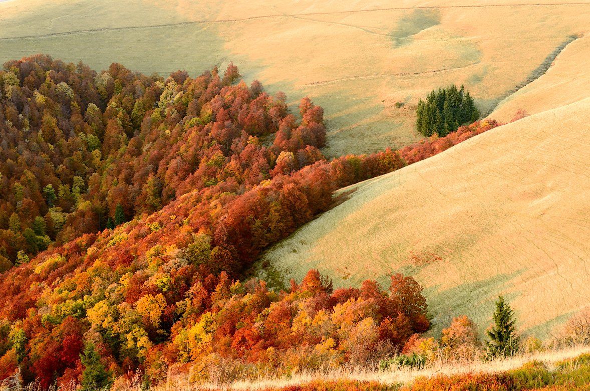 Autumn, Beech, Forest, Grass, Karpaty, Landscape, Mountains, Pine, Trees, Горы, Деревья, Капрати, Лес, Осень, Пейзаж, Сосны, Трава, Я
