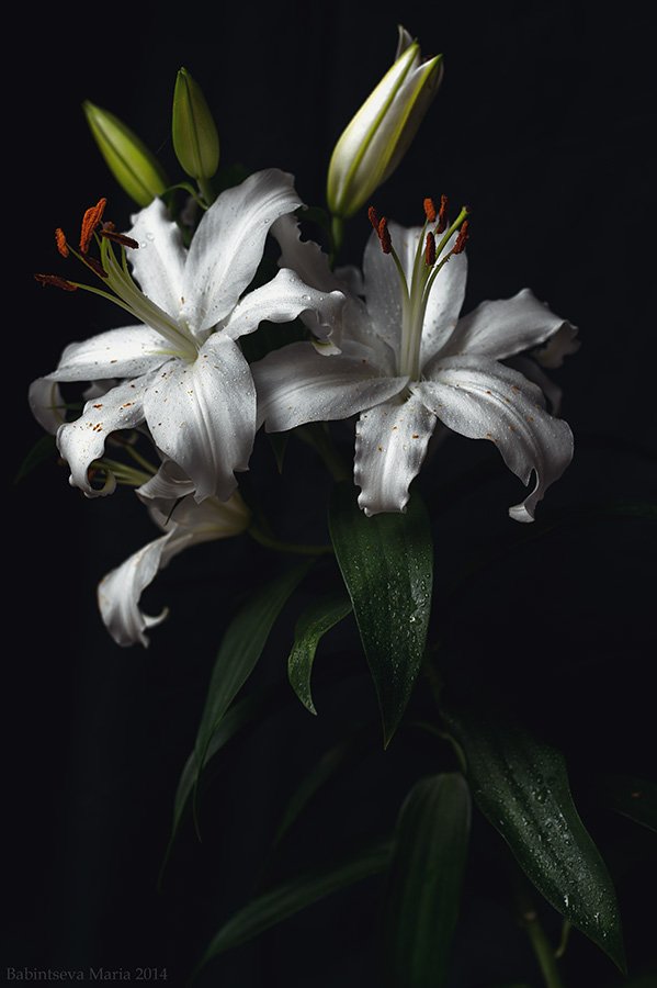 Flowers, Lily, Бабинцева Мария