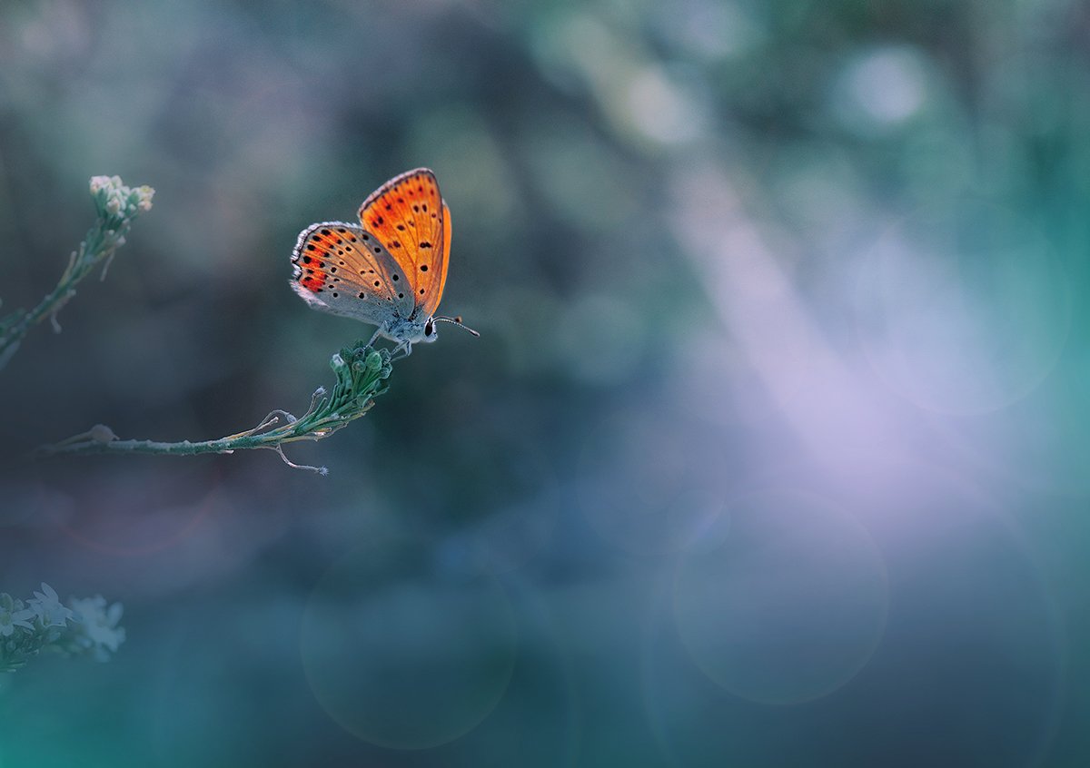 Butterfly, Close-up, Colors, Green, Light, Macro, Nature, Nikon, Juliana Nan