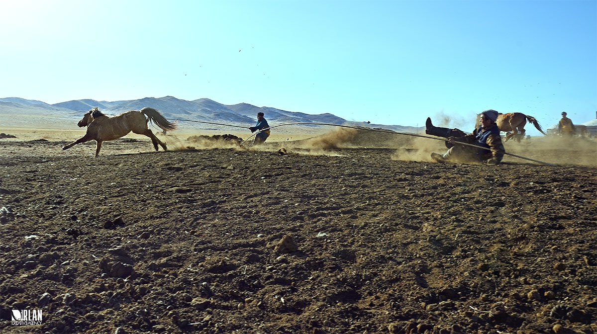 Aduu, Batnorov, Buguil, Gz, Gzganzo, Horse, Horseman, Khentii, Man, Mongolia, Mongolia gzganzo ganzo ganzorig, Mori, Ulaanbaatar, Uurga, ganzorig miimaa