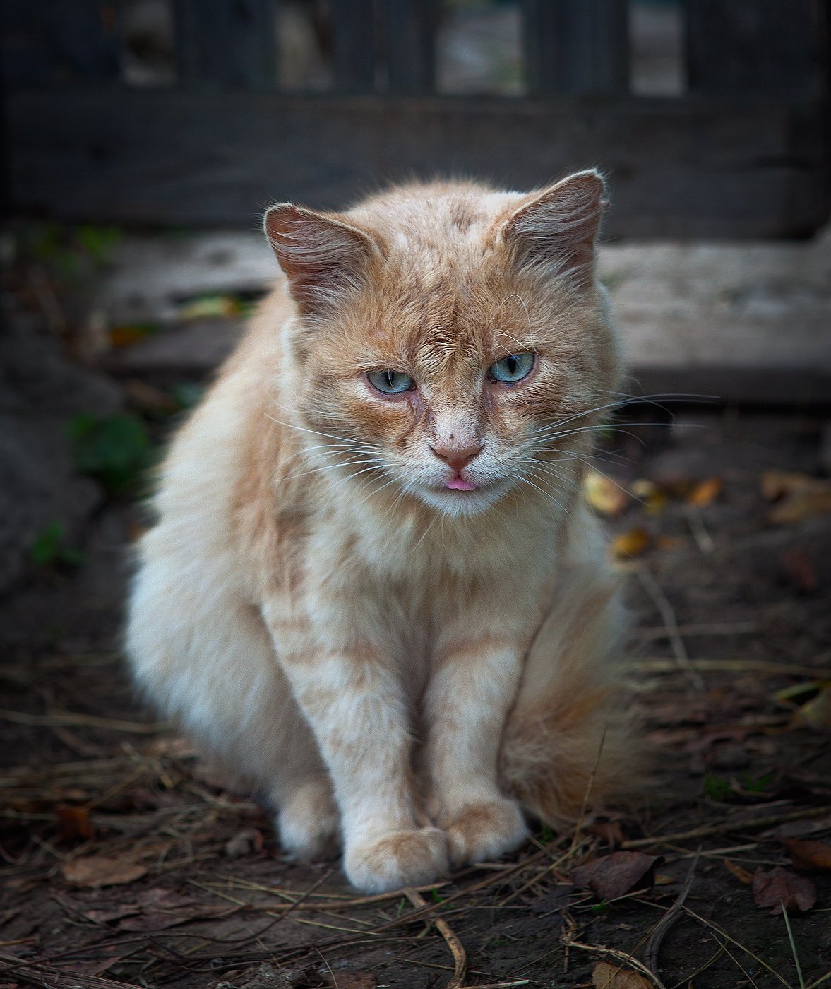 , Андрей Канышев