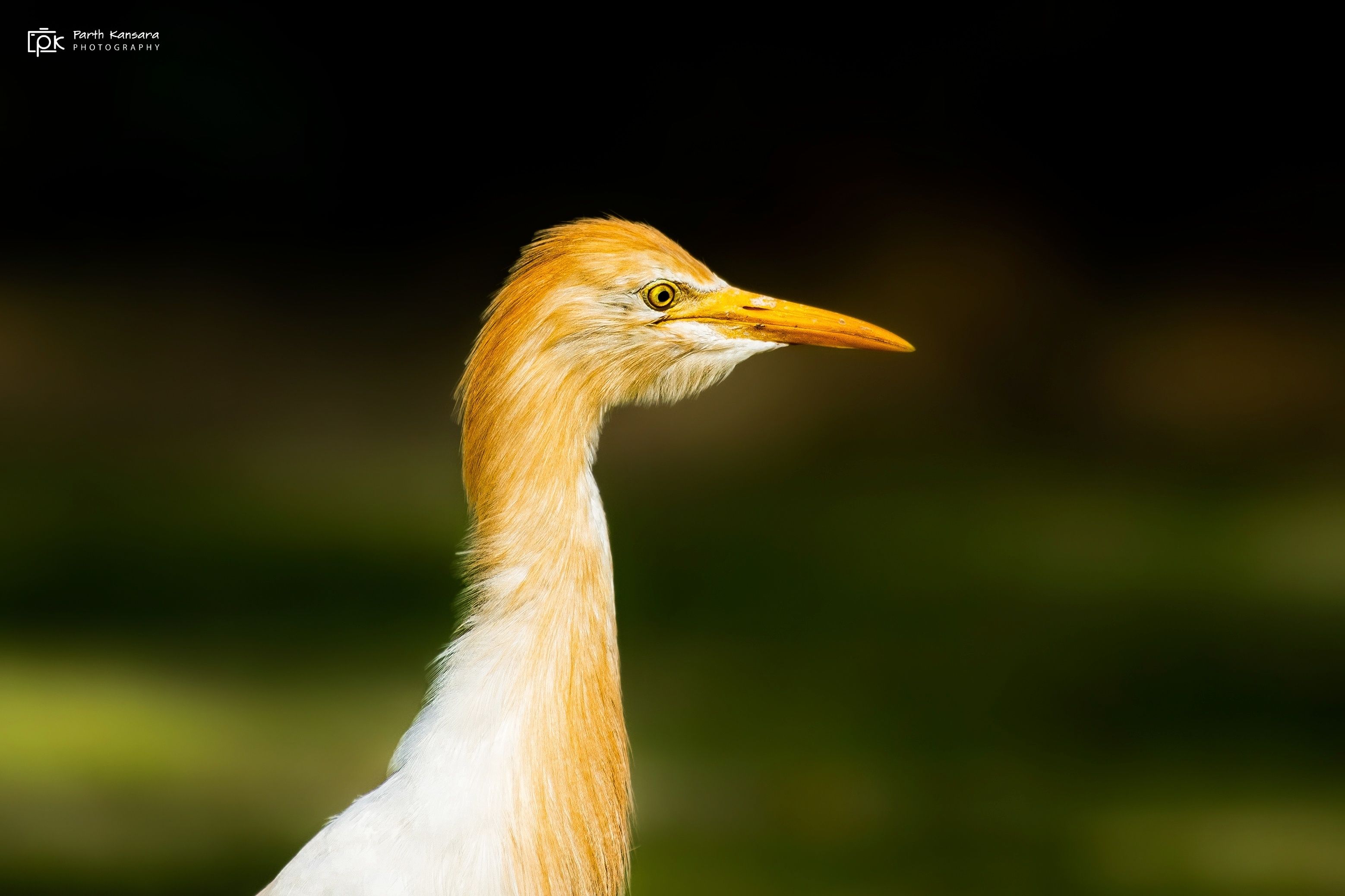 cattle egret, bubulcus ibis, grk, greater rann of kutch, nature, 35awards, 35photo, wildlife, birds, birds of india, parth kansara, parth kansara wildlife, indian wildlife, photo, photography, kutch, birds of kutch, nakhatrana, kutch wildlife,, parth kansara