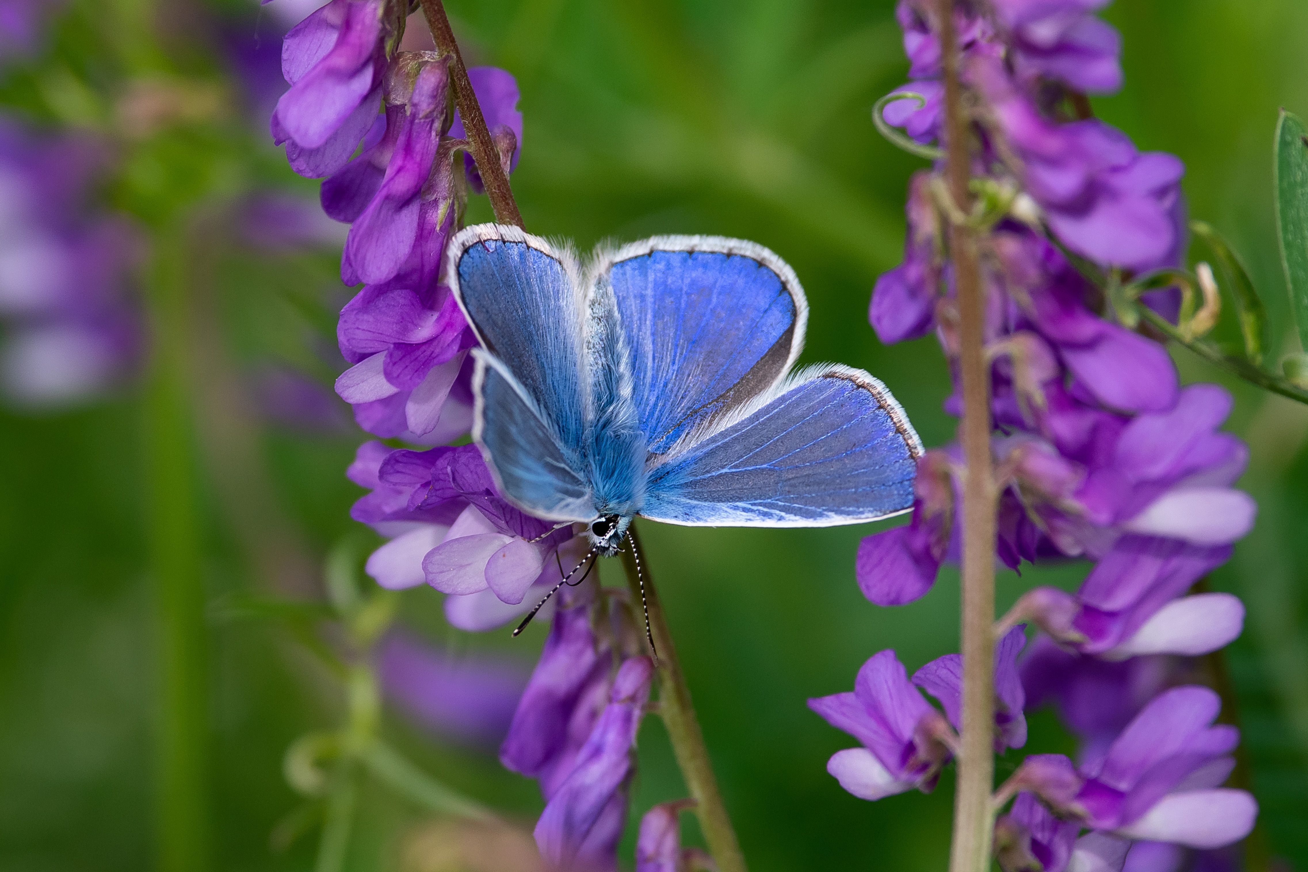 buttefly, volgograd, russia, wildlife, , Сторчилов Павел