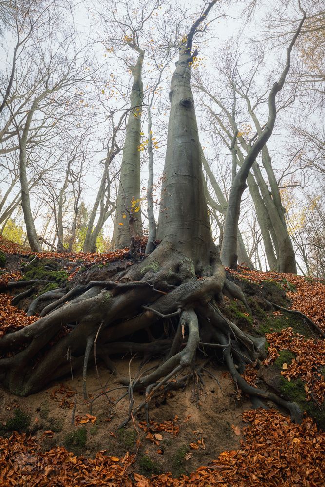 tree.beech,forest,autumn,panorama,landscape,poland,, Photo Visions