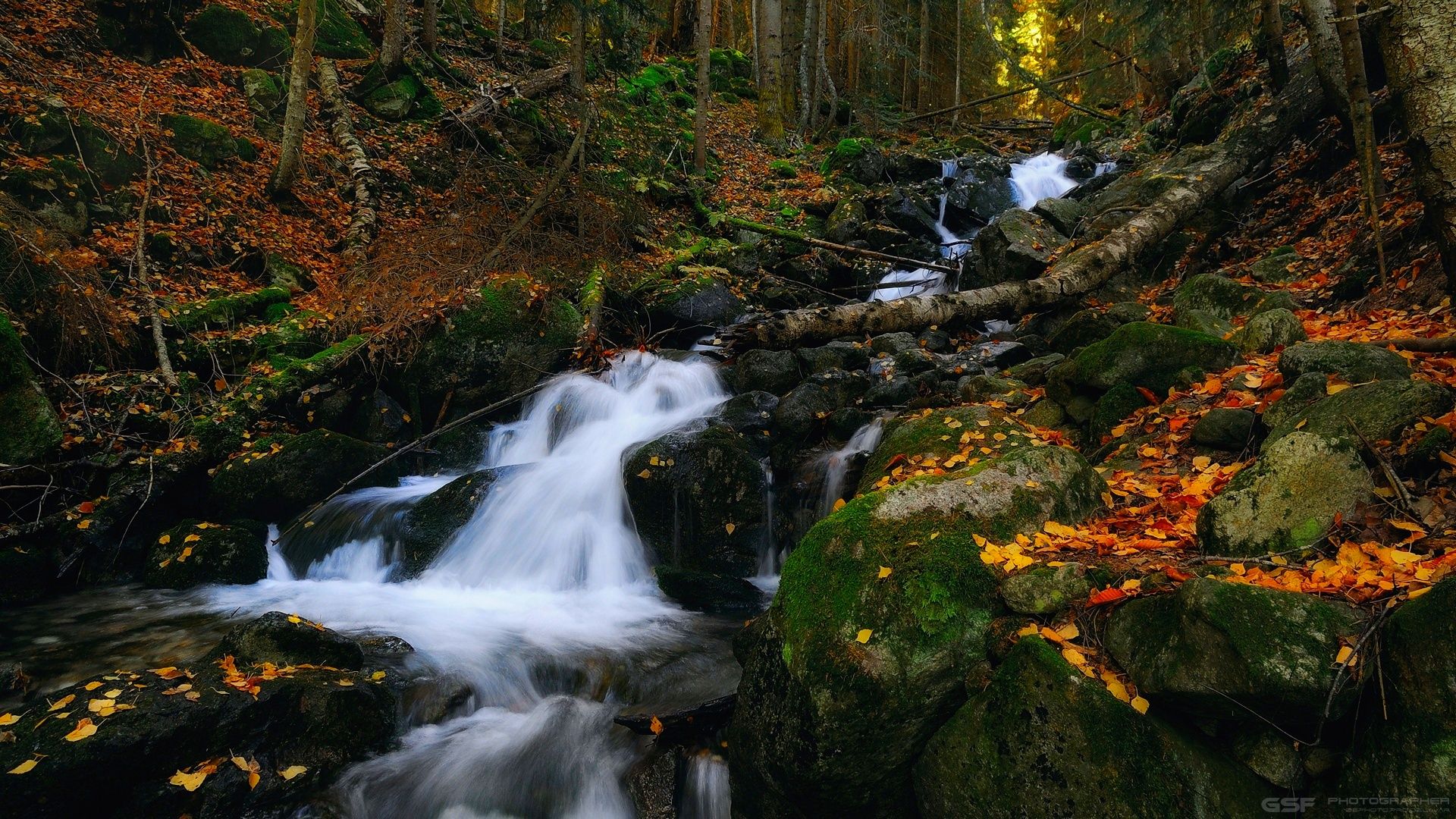 природа пейзаж осень лес река камни, Serj Master