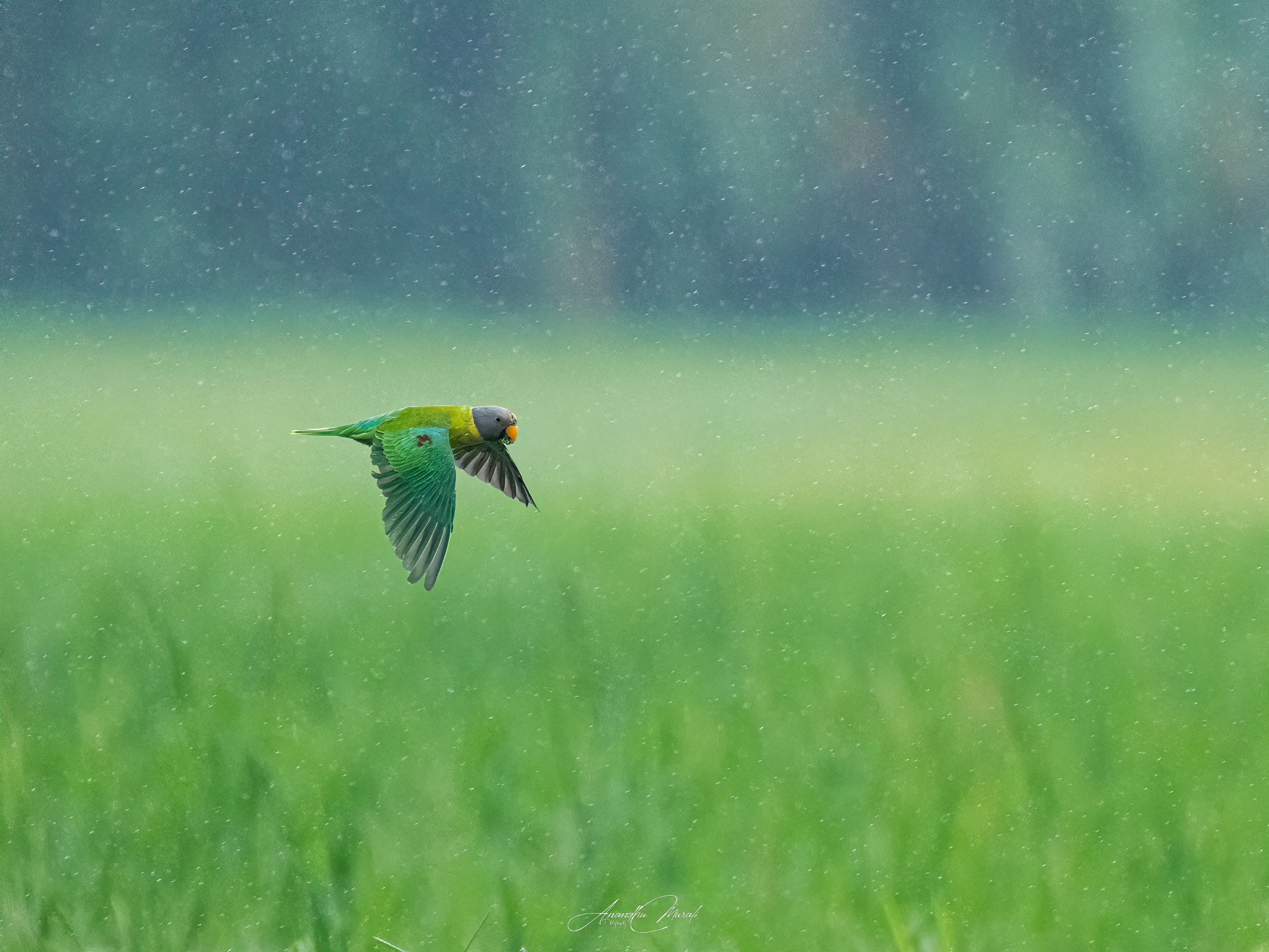 Birds parakeet kerala india birdphotography wildlife, Anandhu M