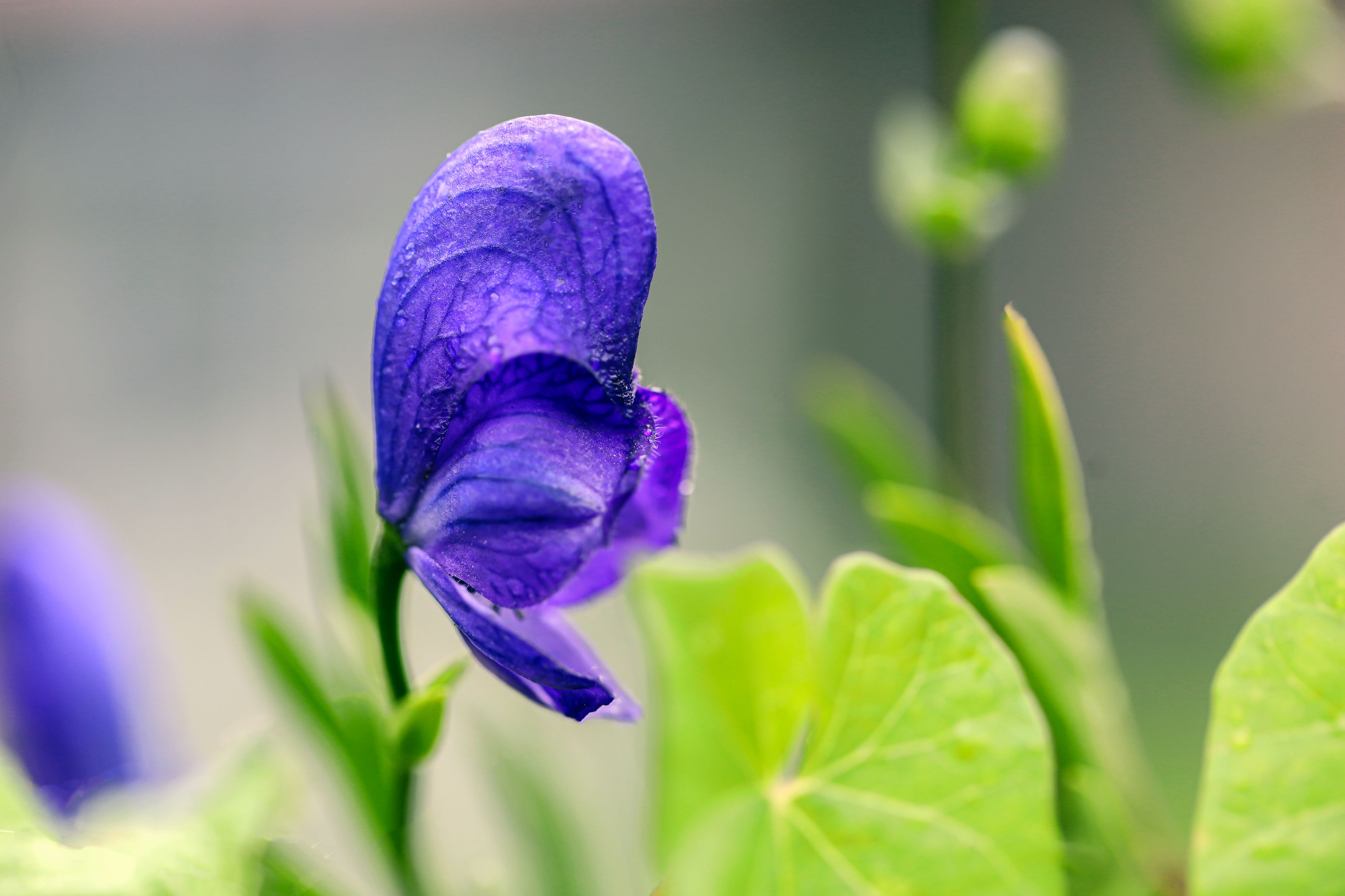 beautiful, blue, flower, nature, makro, DZINTRA REGINA JANSONE