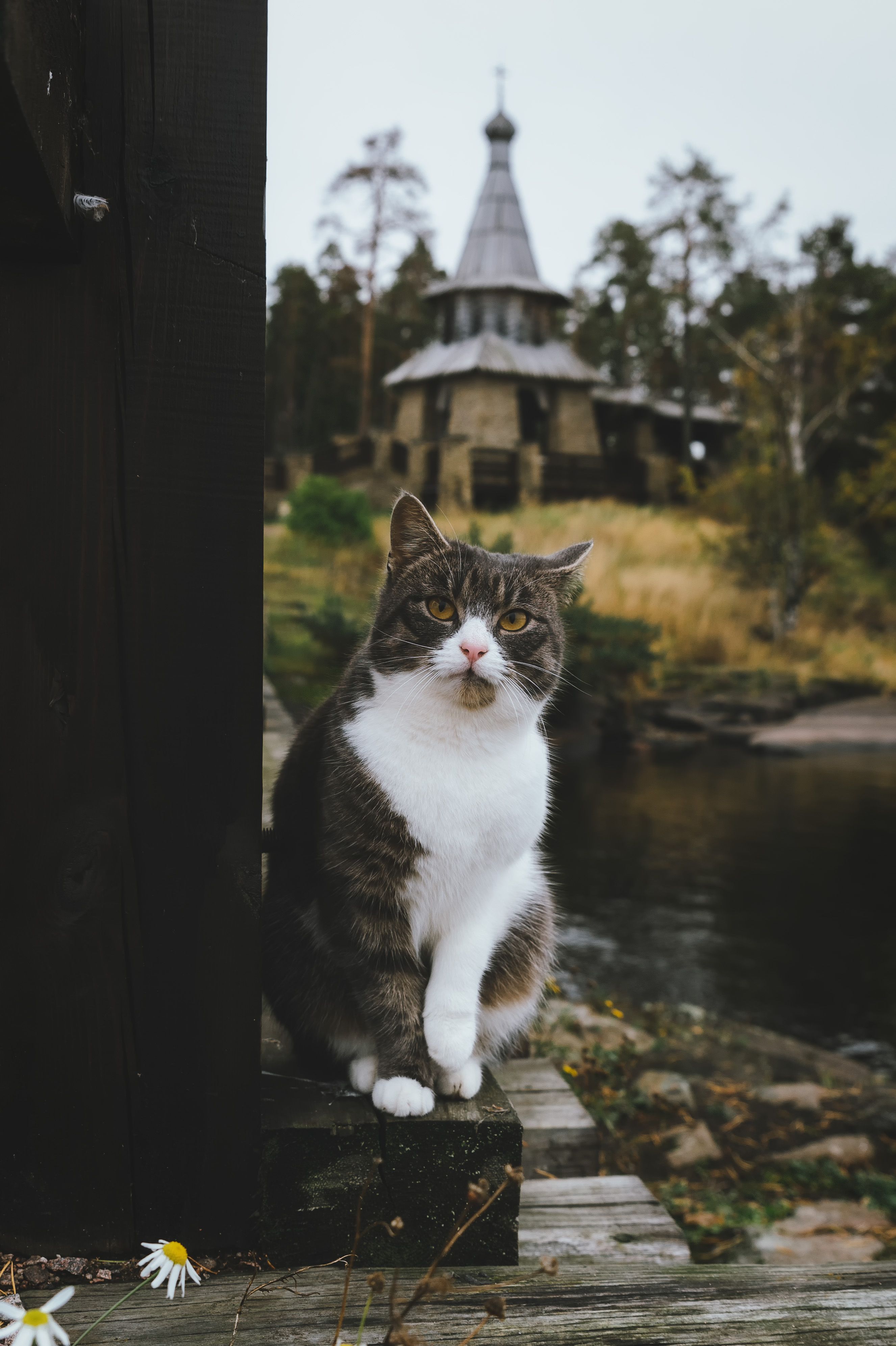 cat, karelia, autumn, church, cathedral, animal, autumn,, Бугримов Егор