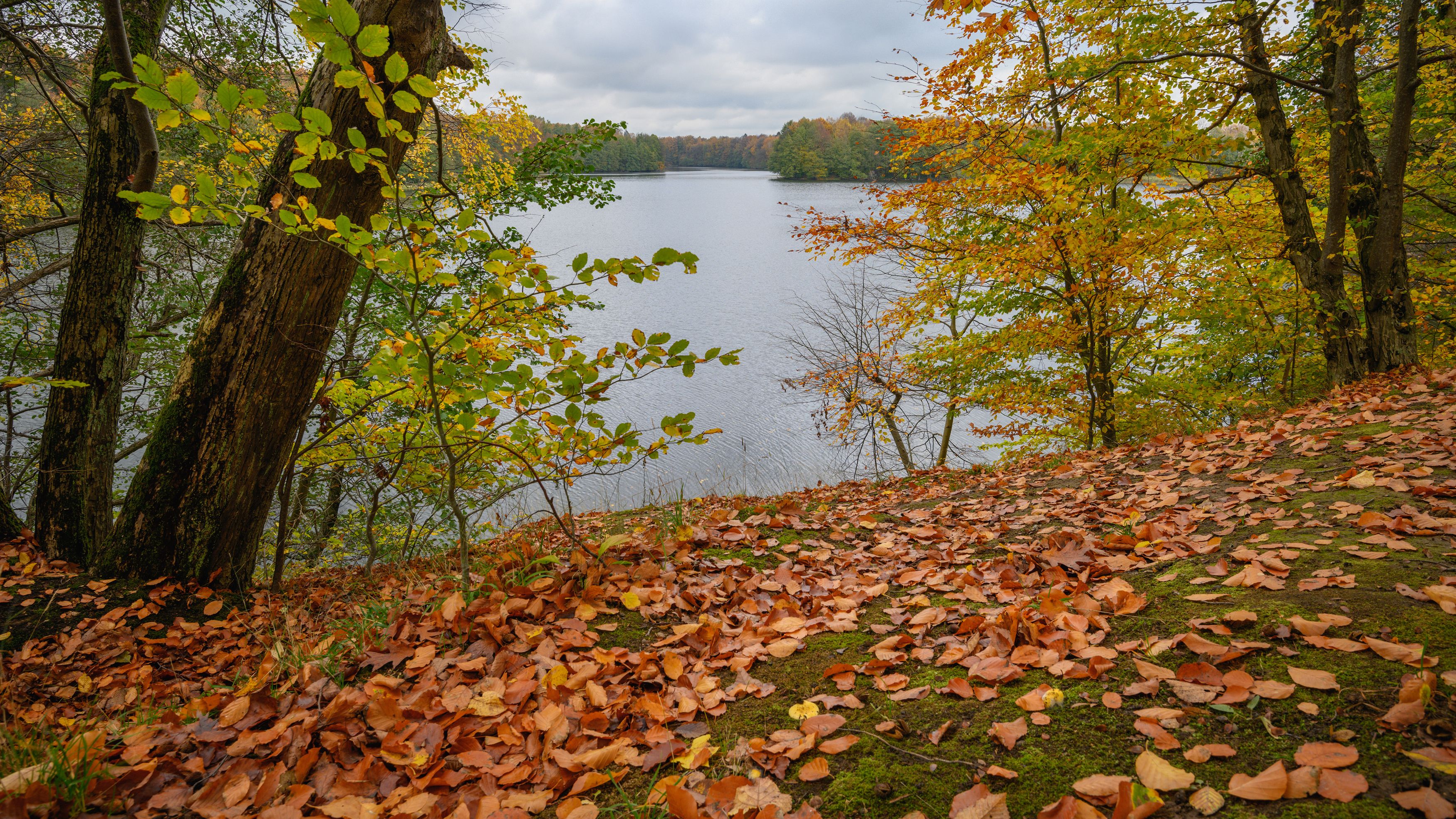 калининград, озеро, пруд, осень, природа, Popoff Dmitry