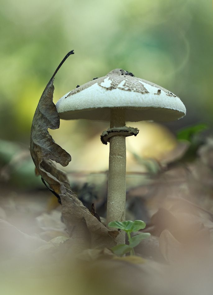 природа, грибы, растения, осень, Александр Смолкин