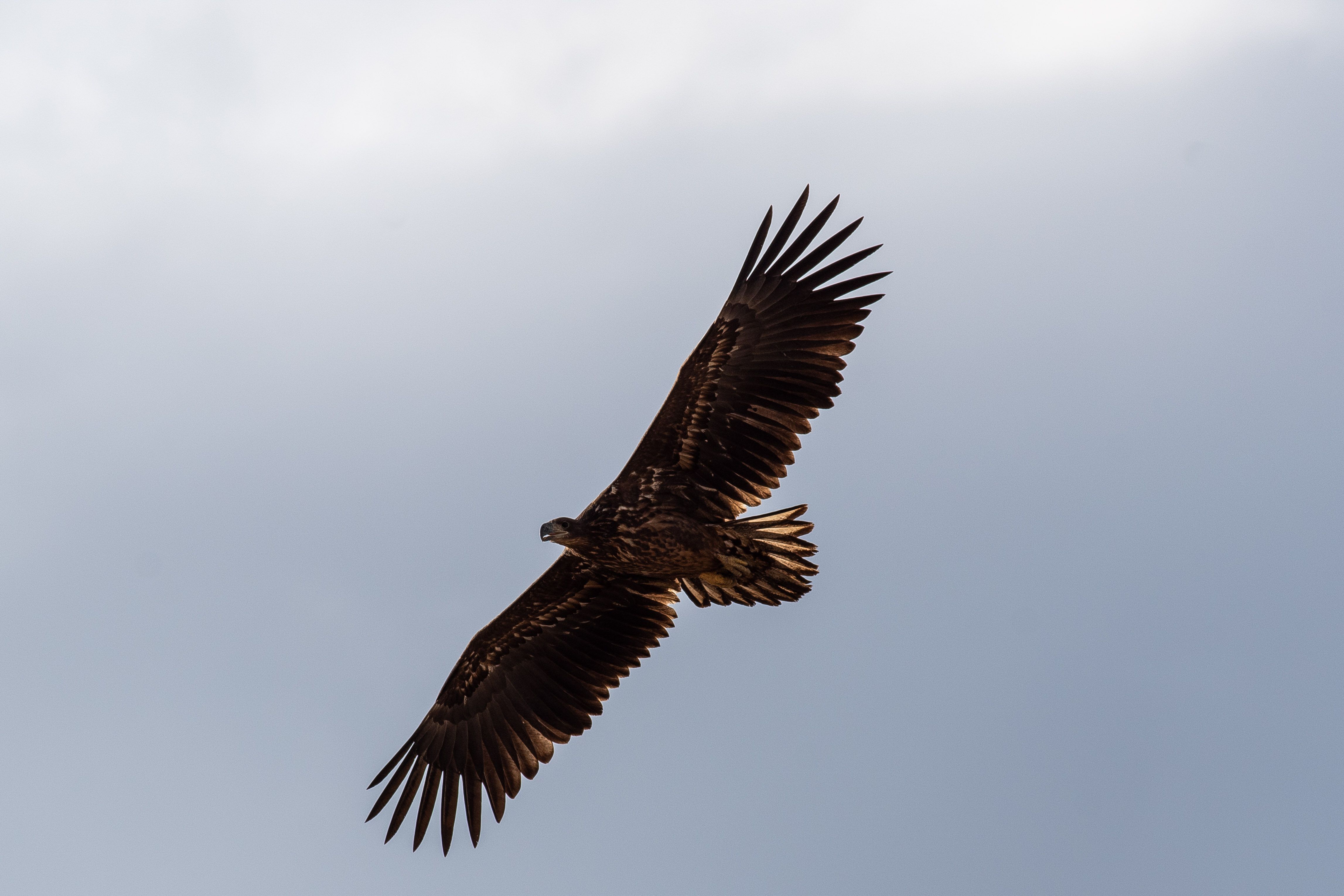 Haliaeetus albicilla, White-tailed eagle, eagle, volgograd, russia, wildlife, , Сторчилов Павел