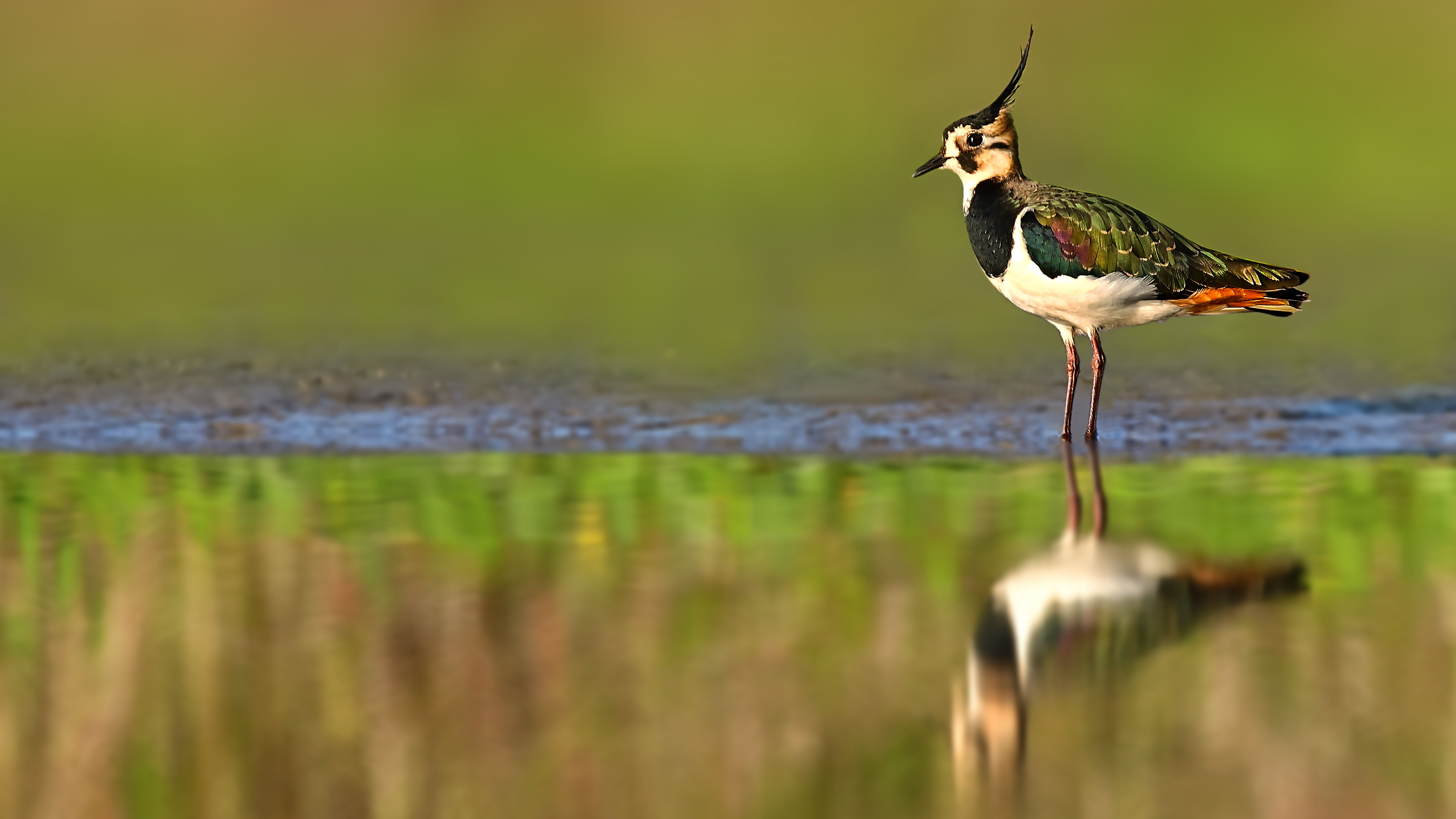 wildlife,birds,animal,, Pinaki Ghosh