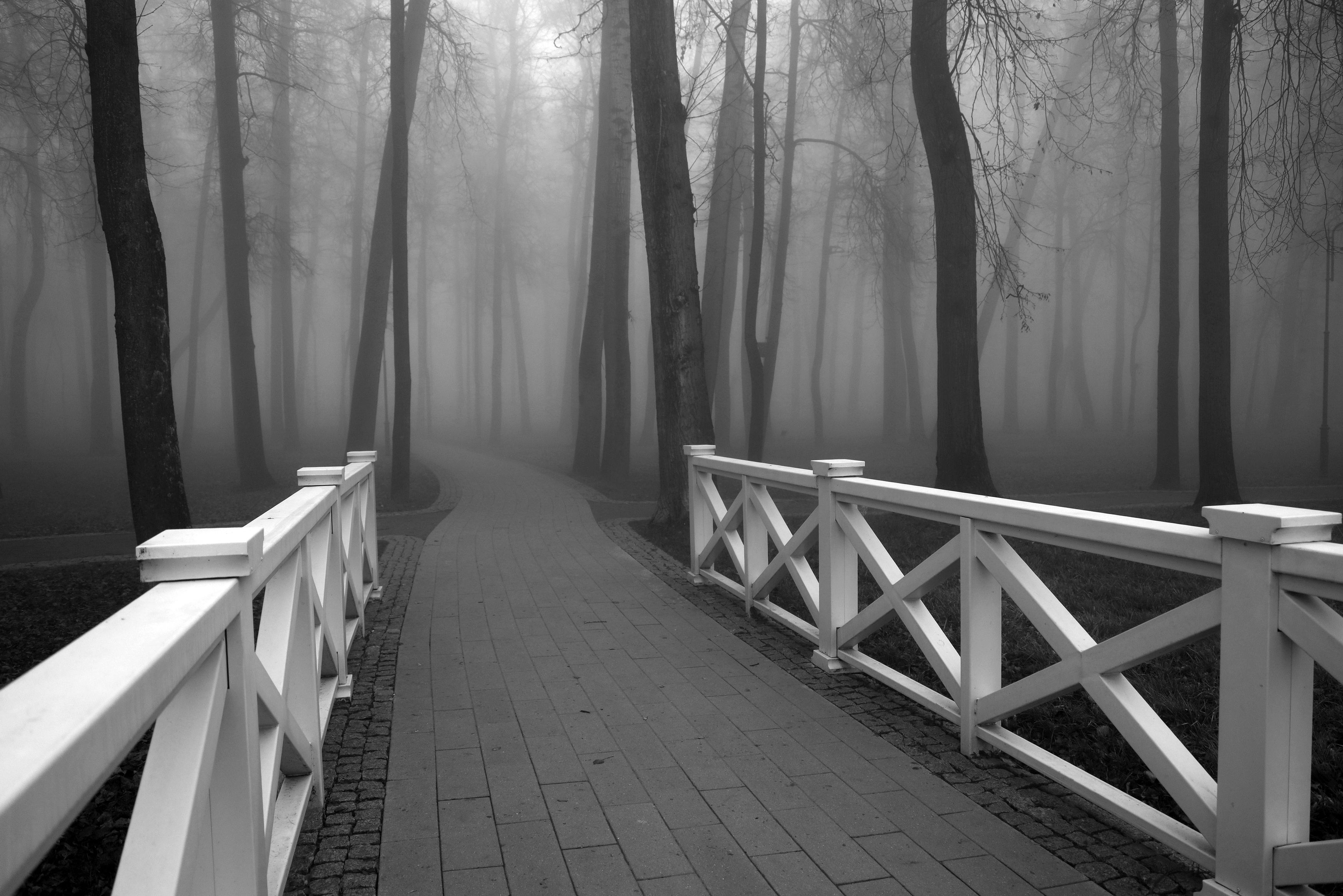 туман осень парк деревья , Елена Колосова