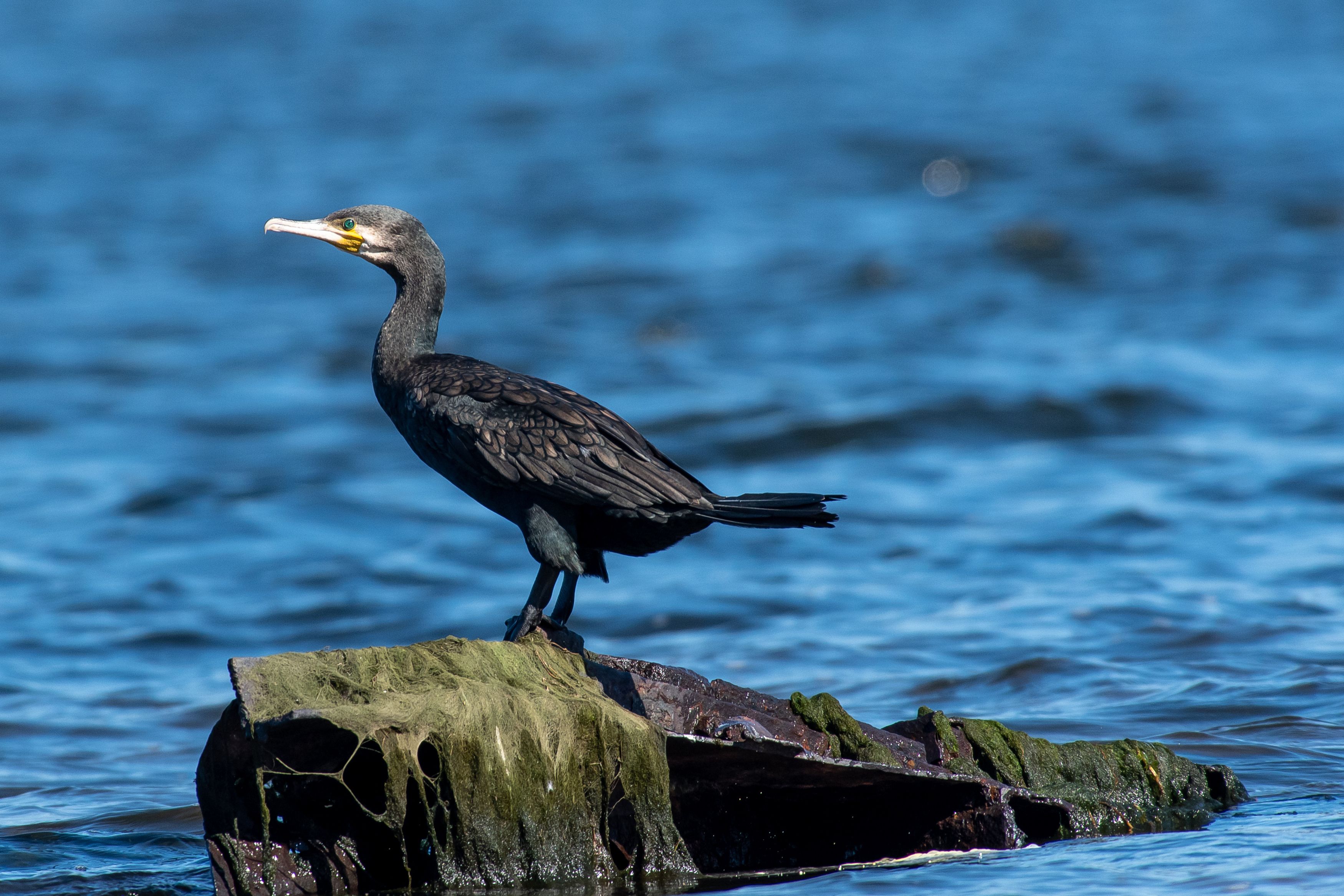 Great cormorant, Phalacrocorax carbo, volgograd, russia, wildlife, bird, birds, birdswatching, , Сторчилов Павел