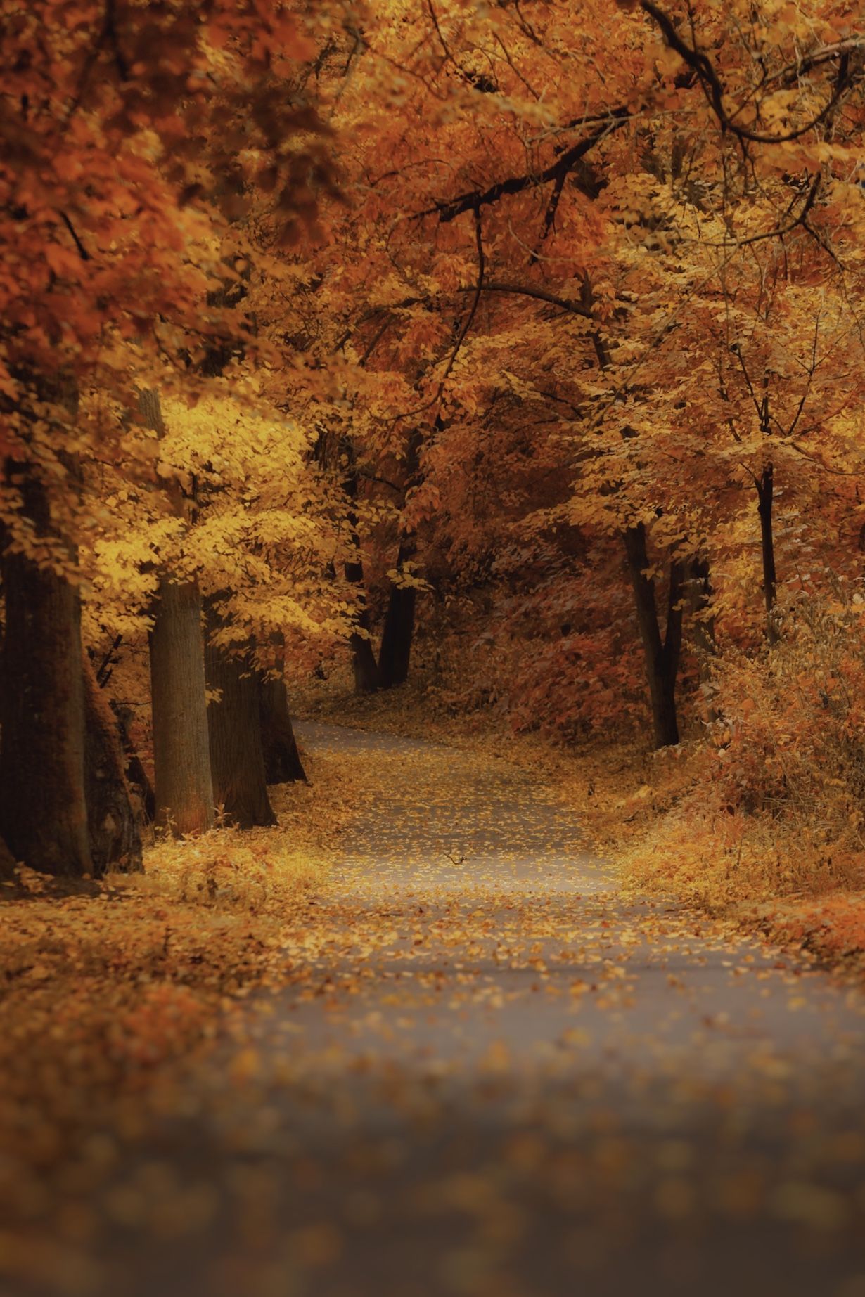 золотаяосень, осень, autumn, goldautumn, природа, nature, landscape, пейзаж, лес, forest, аллея, Julia Kaissa