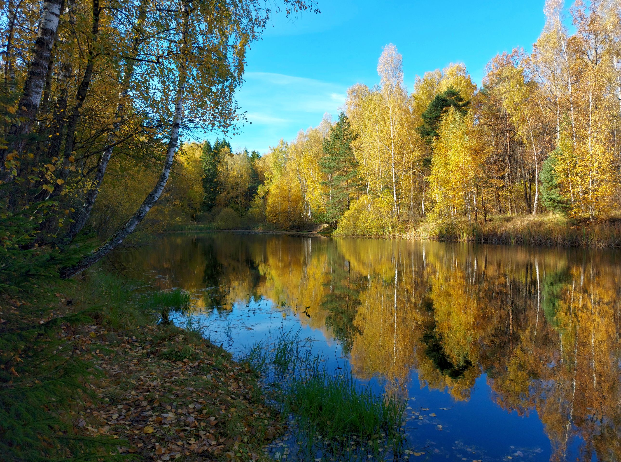 Природа, лес, осень, октябрь, Валерий Савостьянов