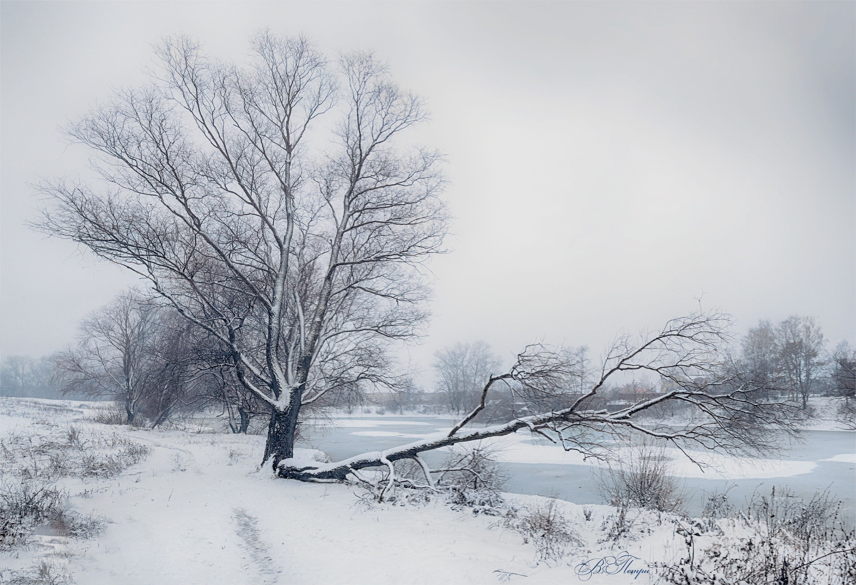 дерево ветка снег пруд лёд, Вера Петри