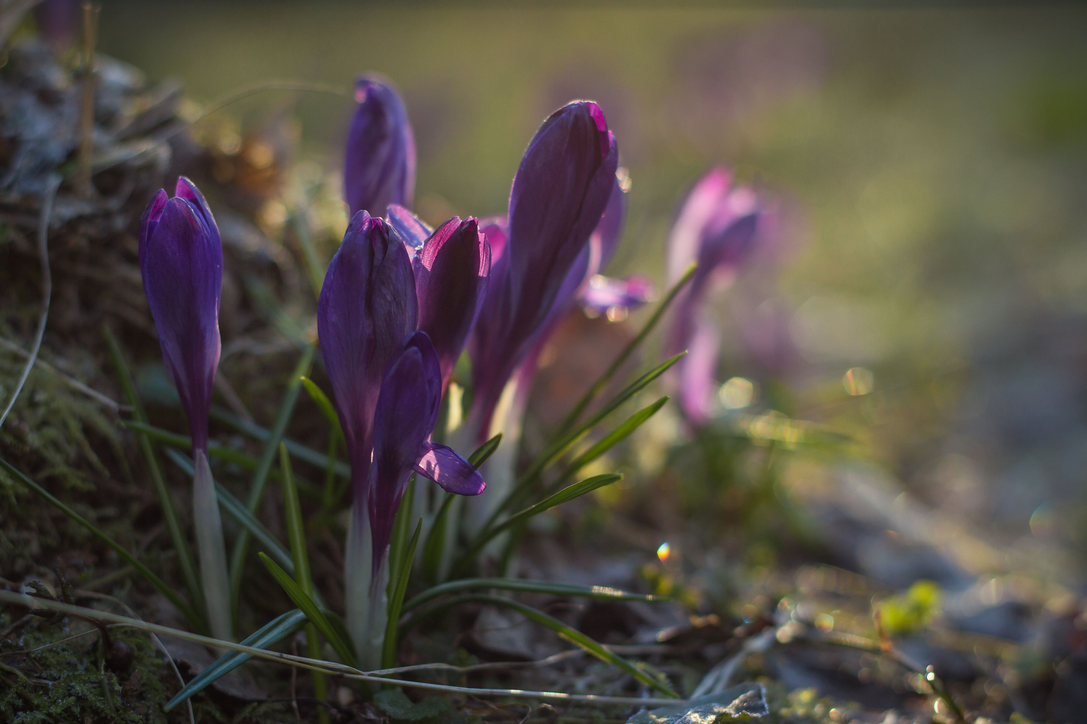крокусы, весна, цветы, Elena Hvojnova