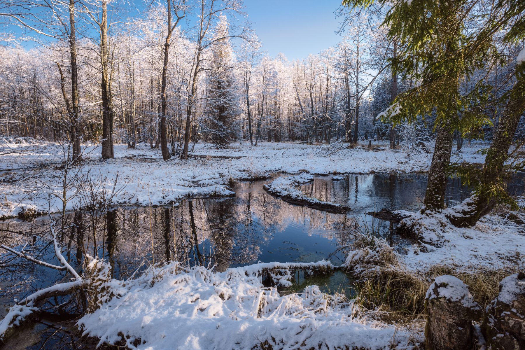 утро, снег, лес, река, отражение,свет, Виталий Полуэктов