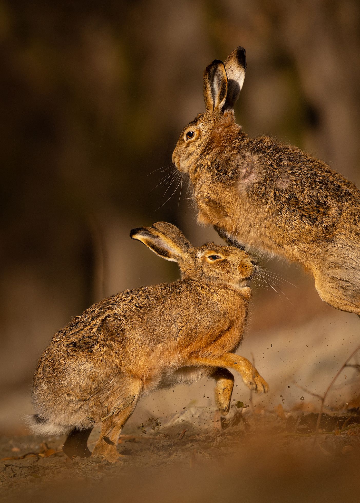 , Robert Adamec