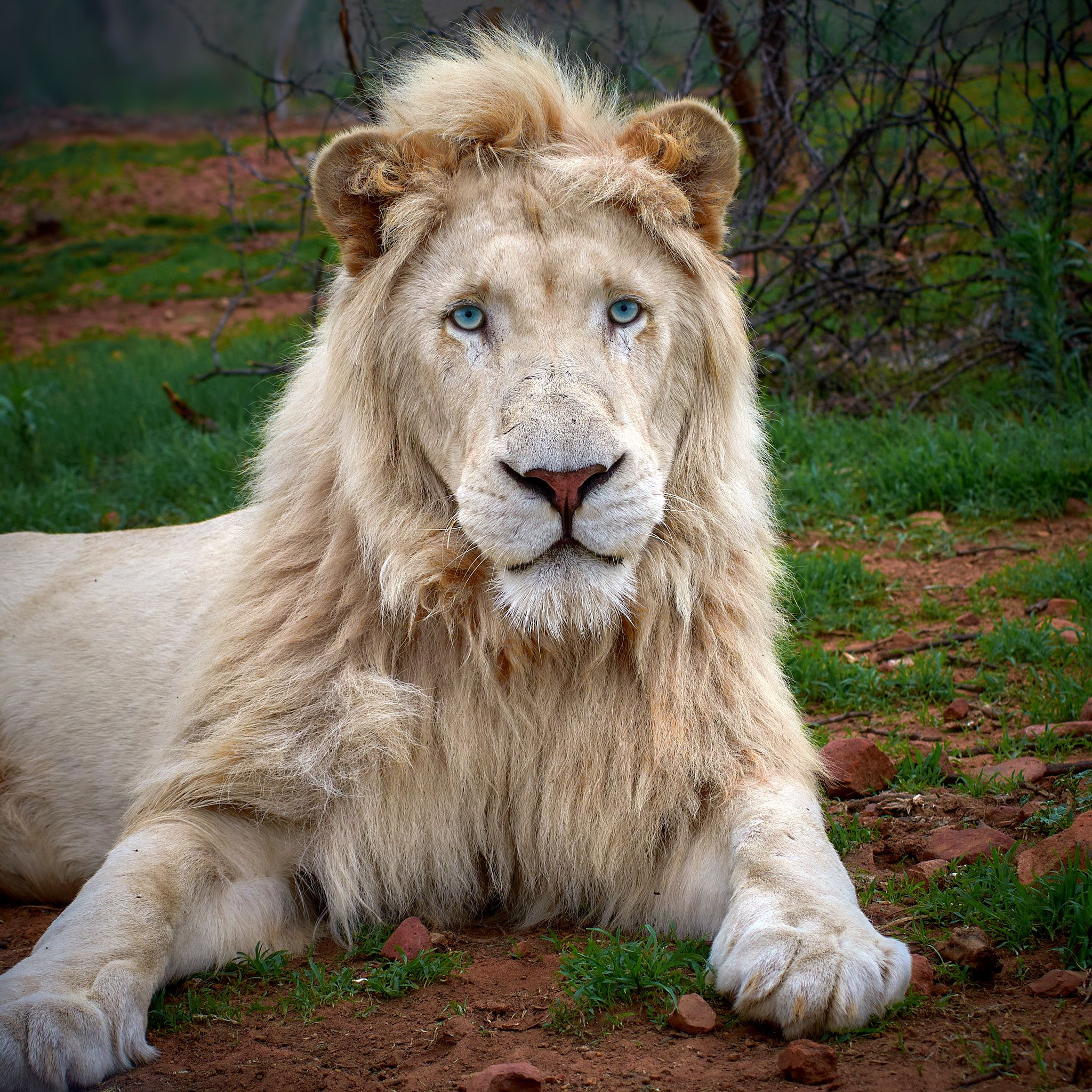 белый лев фото