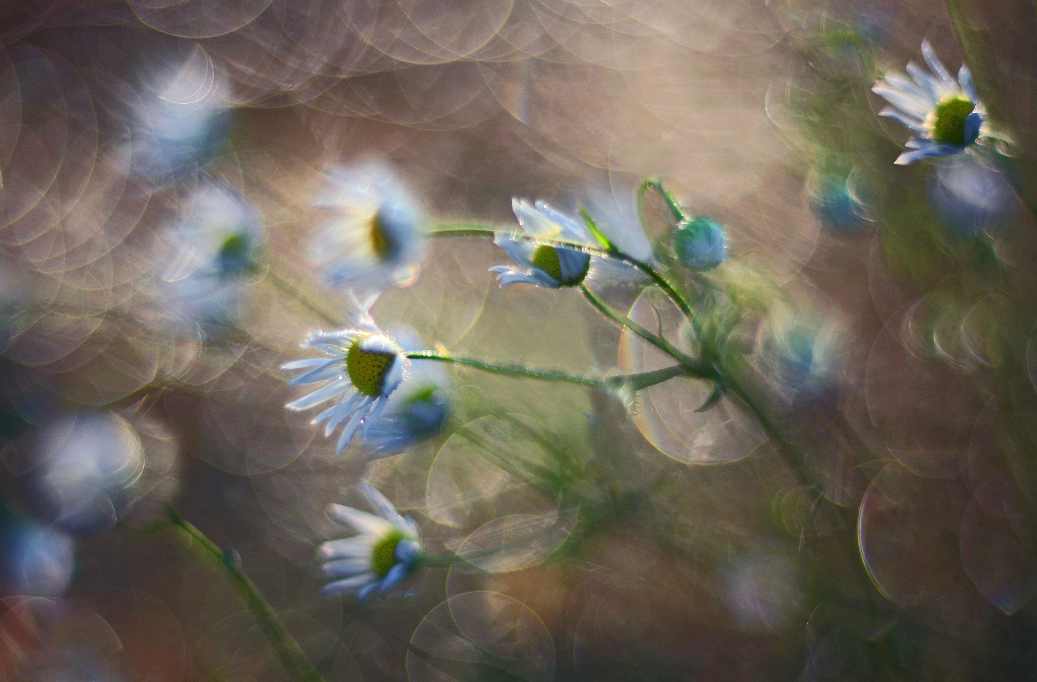 цветы , лето , Александр Свистков