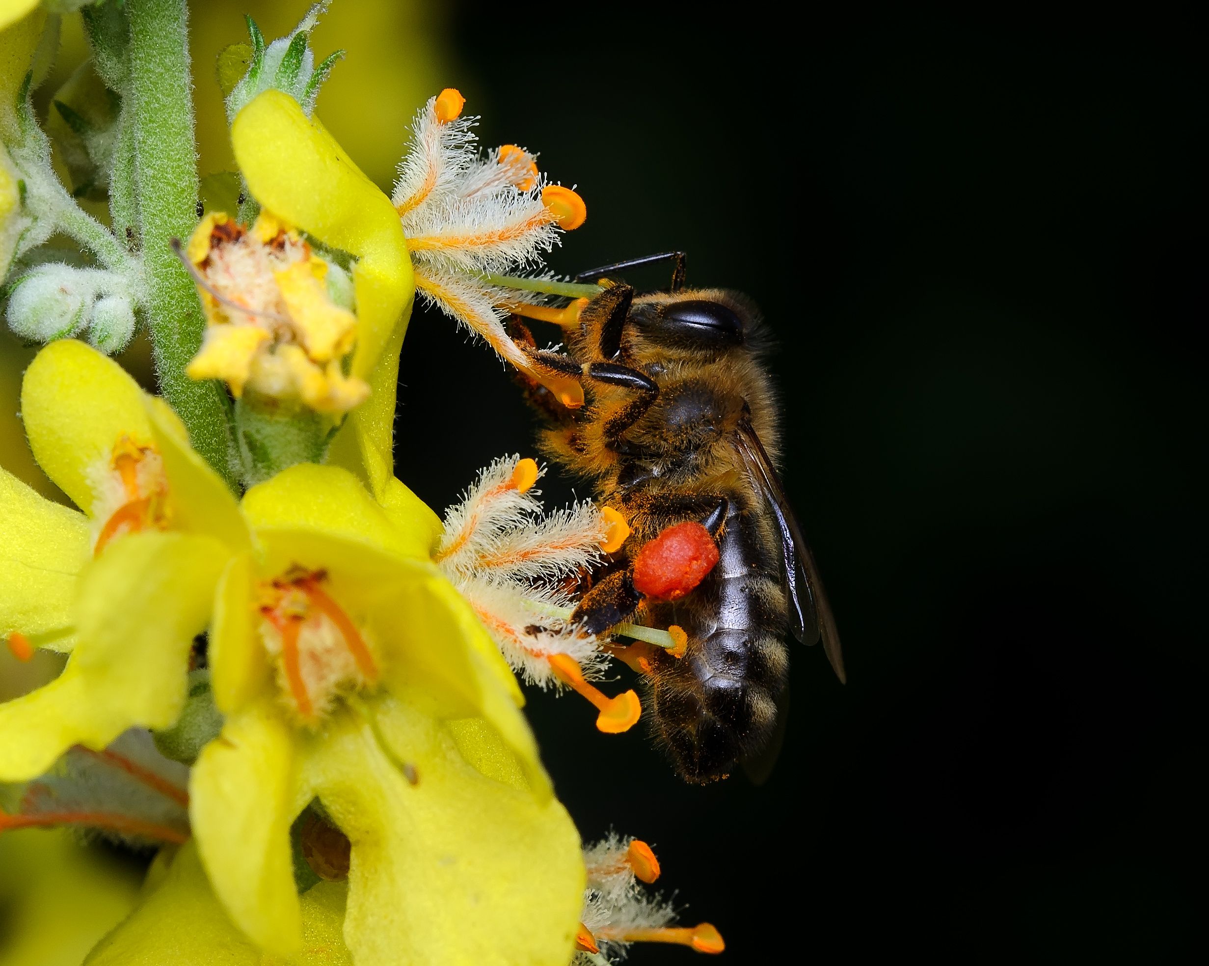 пчела, пчелиные, apidae, чёрный фон, Павел Черенков