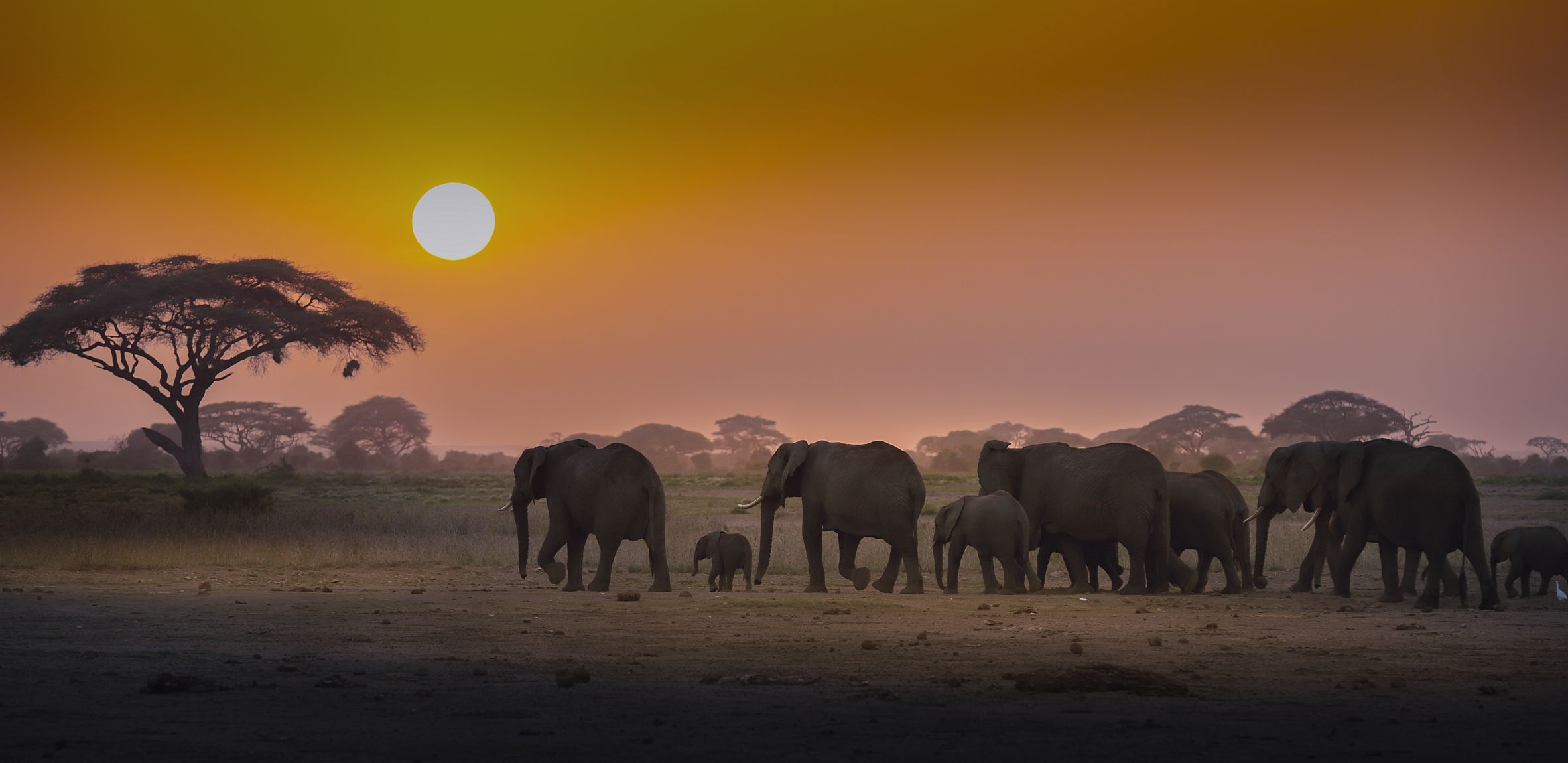 слоны, африка, закат, кения, животные, Потапов Сергей