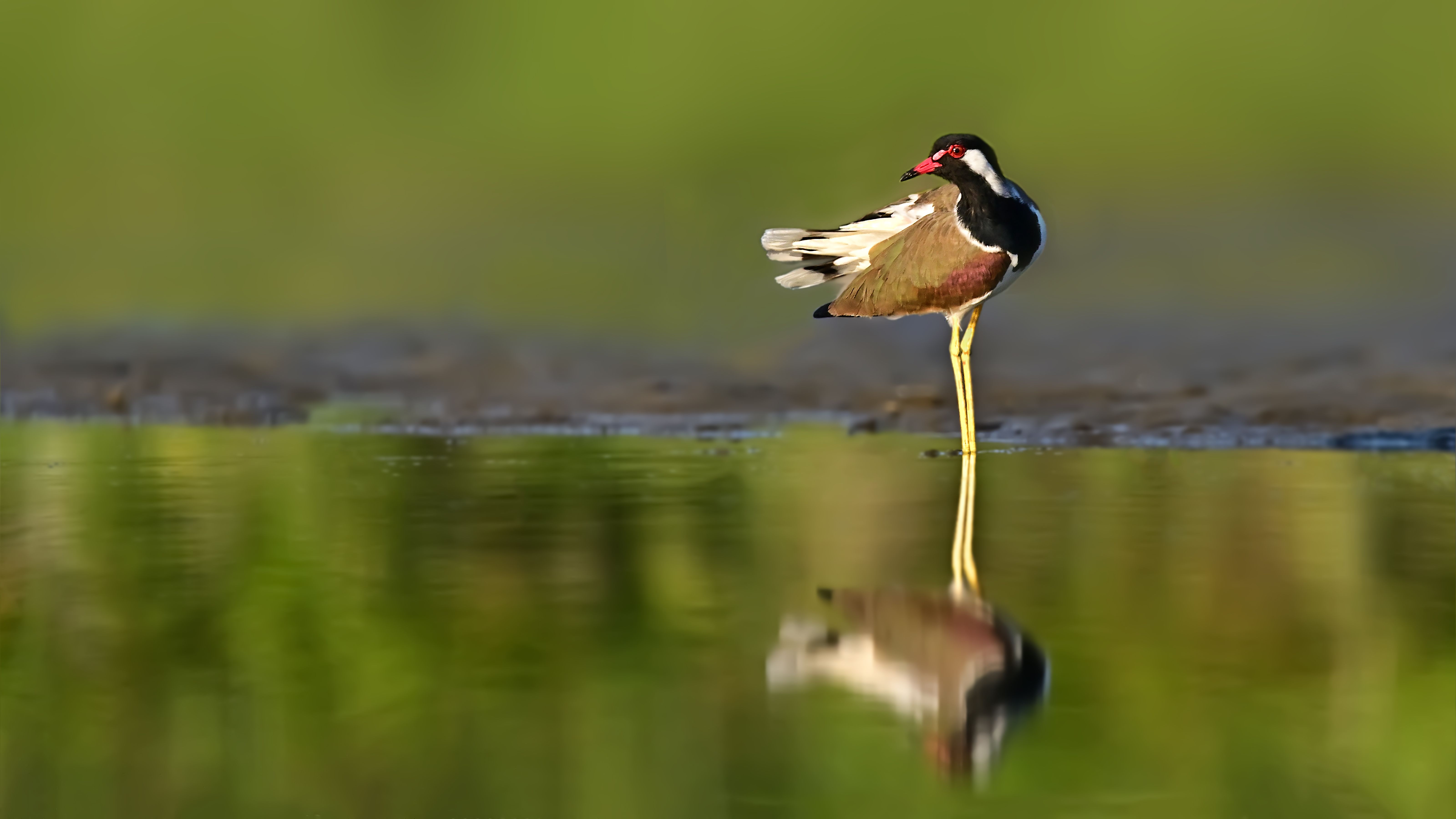 animal,wildlife,birds, Pinaki Ghosh