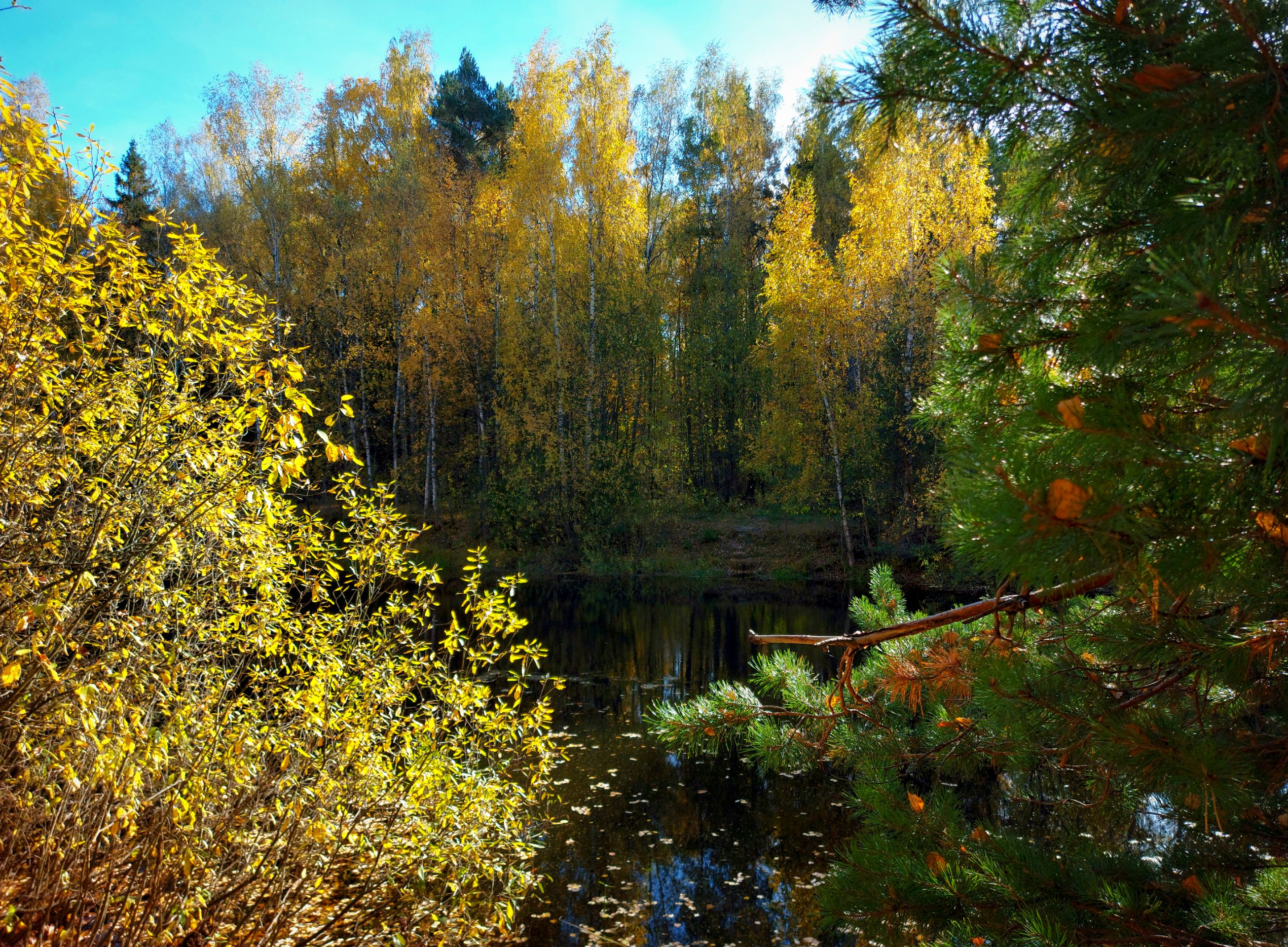 Лес, пруд, природа, осень., Валерий Савостьянов