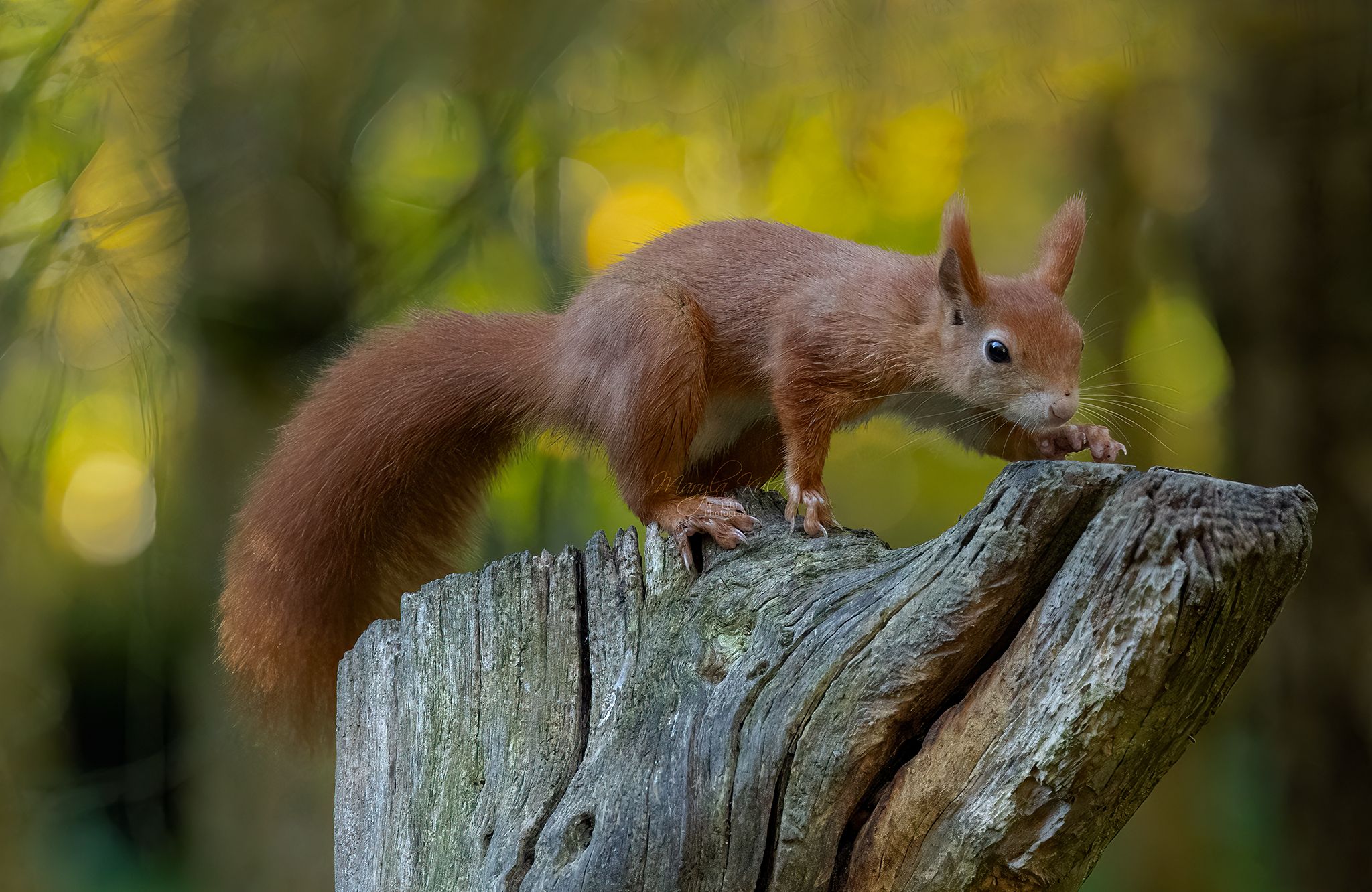 red squirrel, animals, nature, wildlife, canon, MARIA KULA