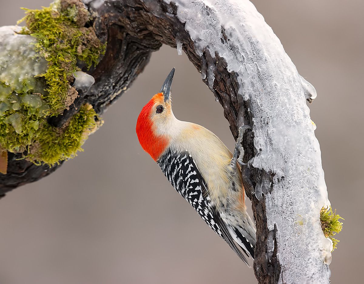 дятел, каролинский меланерпес, red-bellied woodpecker, woodpecker,, Etkind Elizabeth