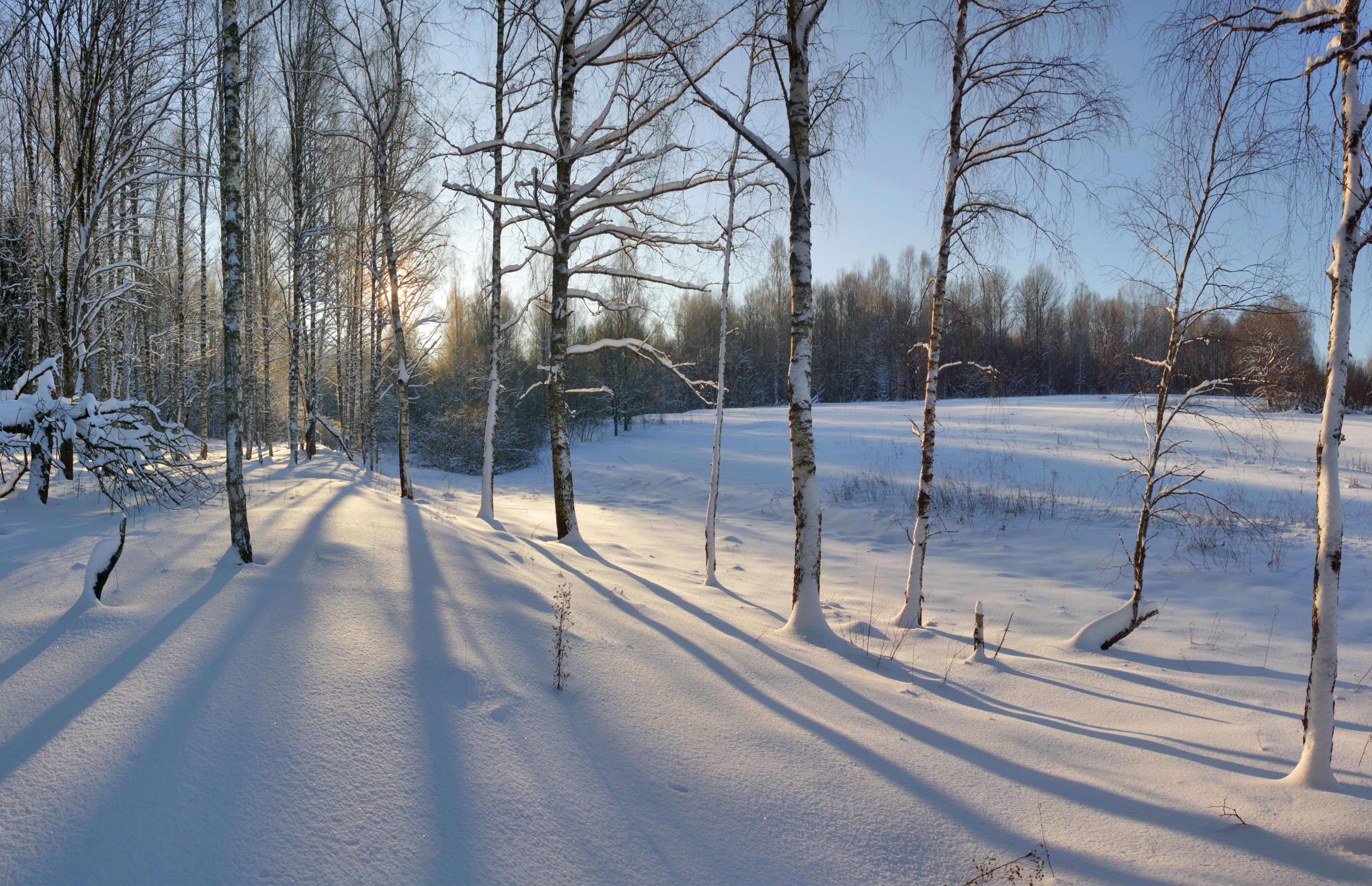 зима , солнце , лес, Александр Свистков