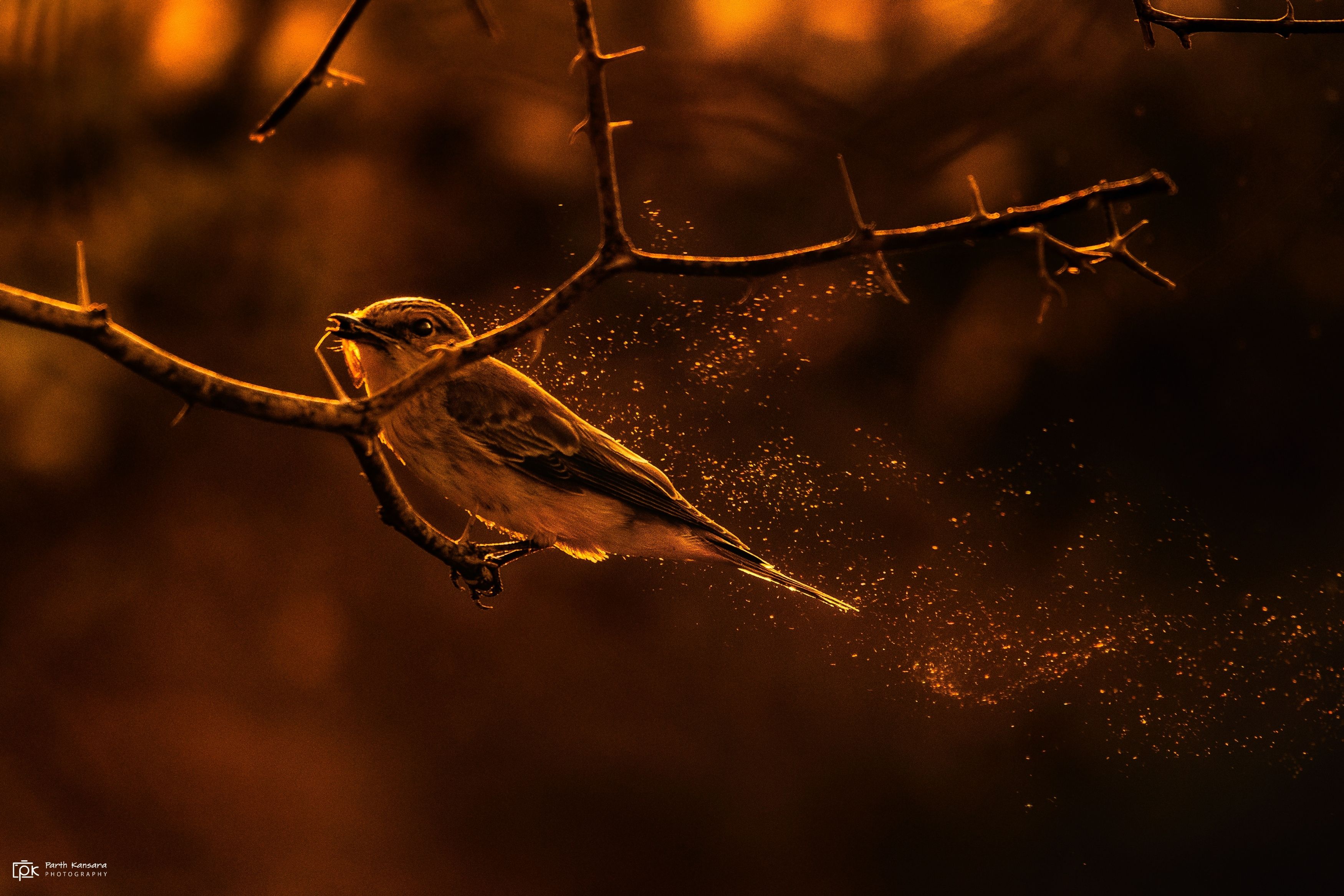 spotted flycatcher, muscicapa striata, grk, greater rann of kutch, nature, 35awards, 35photo, wildlife, birds, birds of india, parth kansara, parth kansara wildlife, indian wildlife, photo, photography, kutch, birds of kutch, nakhatrana, kutch wildlife,, parth kansara