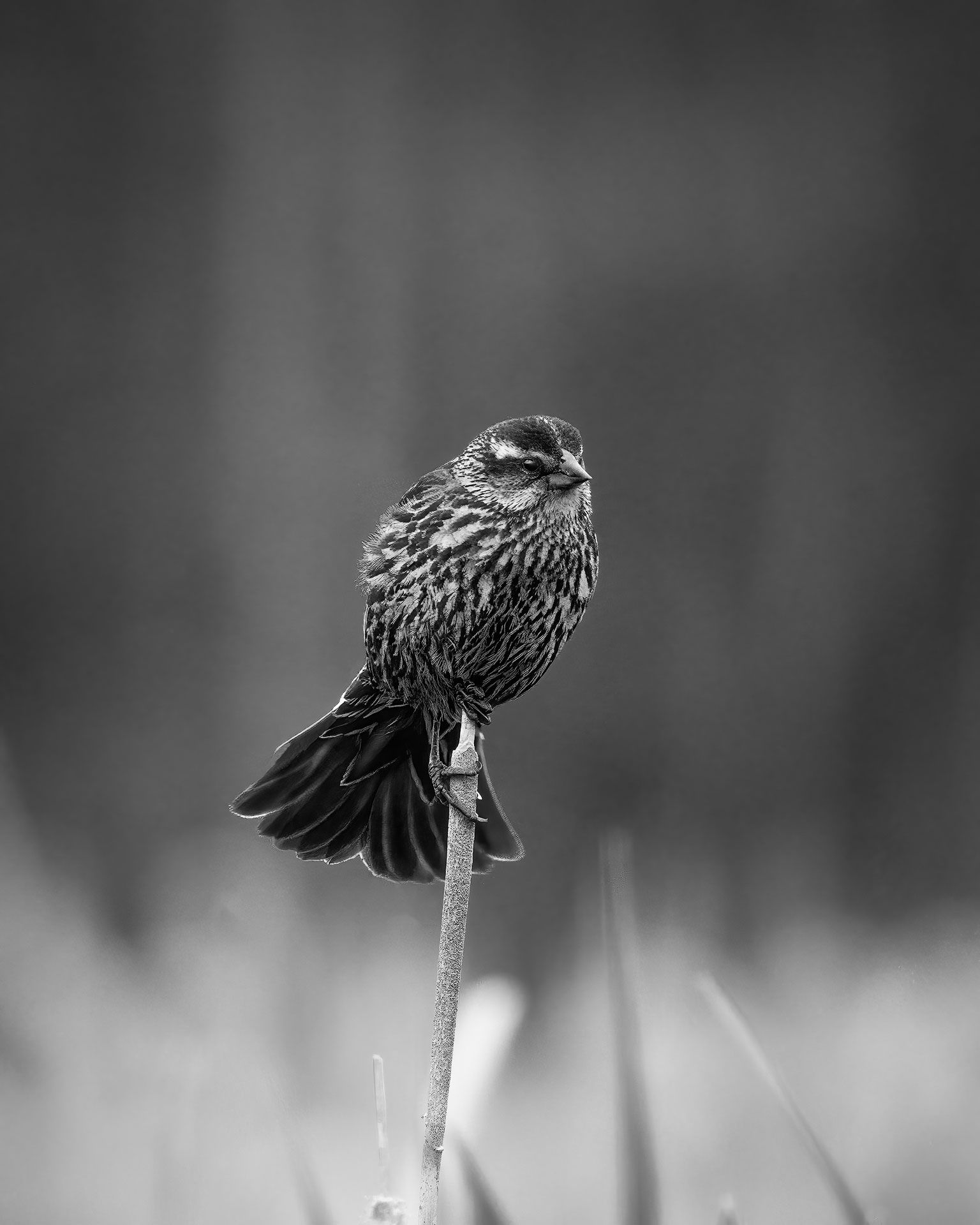 wildlife, animal, nature, bird, monochrome, portrait, feather, detail, Monologue, sad, Zhao Huapu