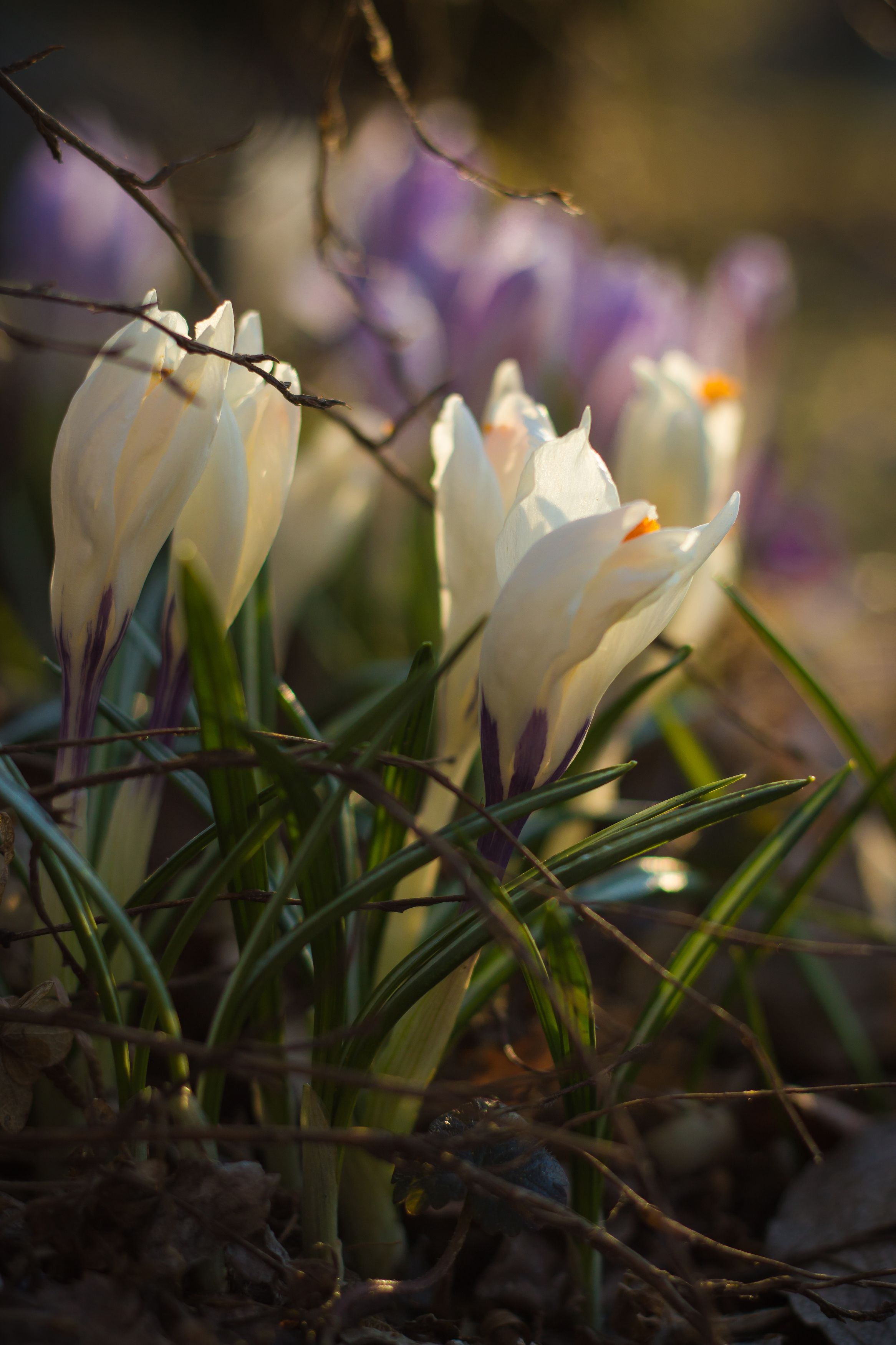 крокусы, подснежники, весна, цветы, Elena Hvojnova